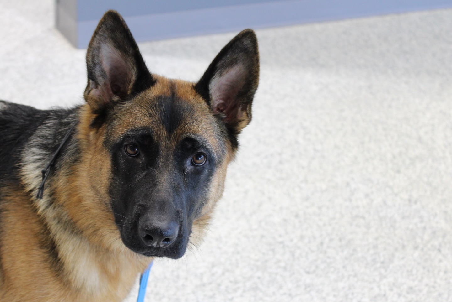 🐾 Still blaming the dog you didn&rsquo;t train, for behaviors they haven&rsquo;t but taught properly, not to do? 

Please ➜ use the link in our bio. Your dog and mental health will thank you later. 

