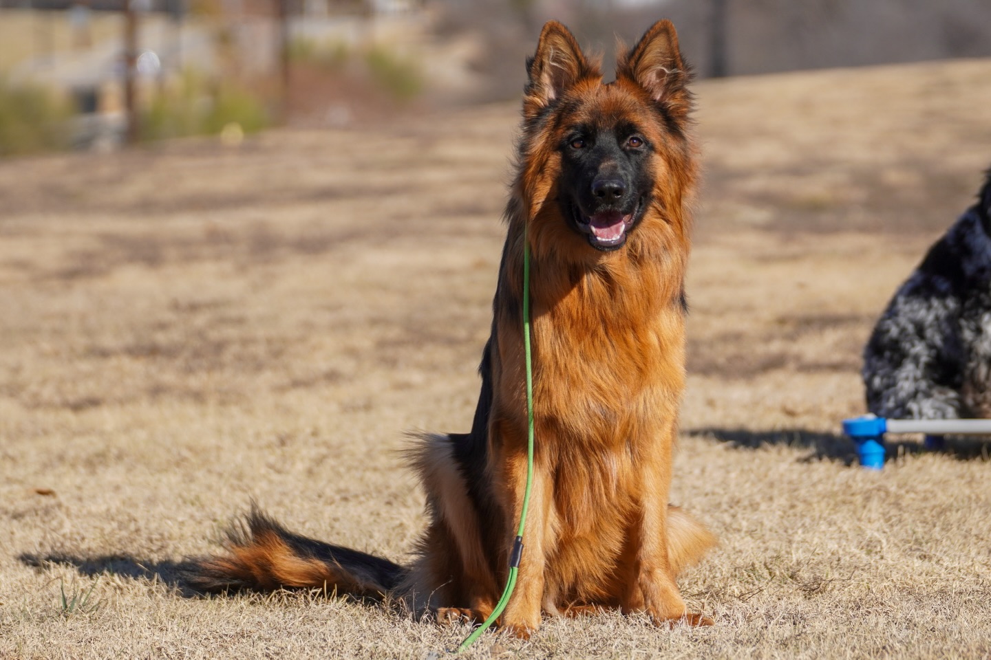 Healthier, happier, and less likely to get into troubles that&rsquo;s a professionally trained dog. 

It&rsquo;s not just sit or stay, it&rsquo;s teaching lifelong communication skills that can help prevent damage, to themselves, to your home, and to others. 

🐾 Learn more about professional dog training with Dog Training Elite by using the contact request linked in our bio. 

