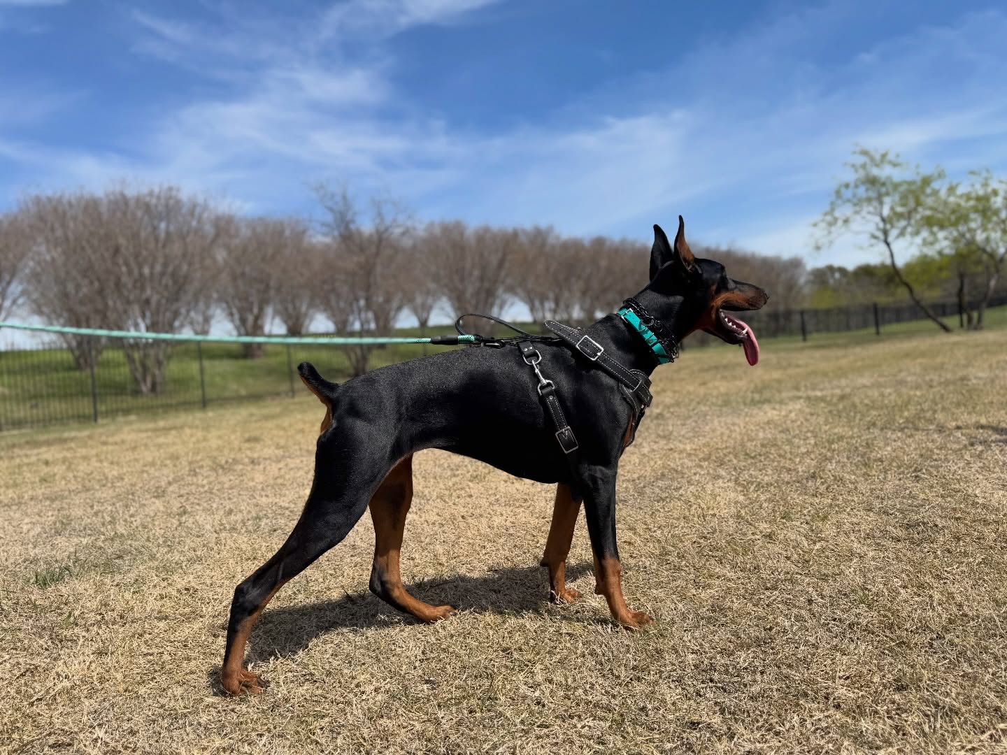 Look forward to adventures with your best friends,𝘩𝘶𝘮𝘢𝘯 𝘢𝘯𝘥 𝘯𝘰𝘯

Dog Training Elite provides dog training that allows you to take them with you,on-leash, or off, just remember to mind your local leash laws 🦮

Use the link in our bio to get started with a free evaluation to pinpoint the best dog training program for you both before enrolling! 

