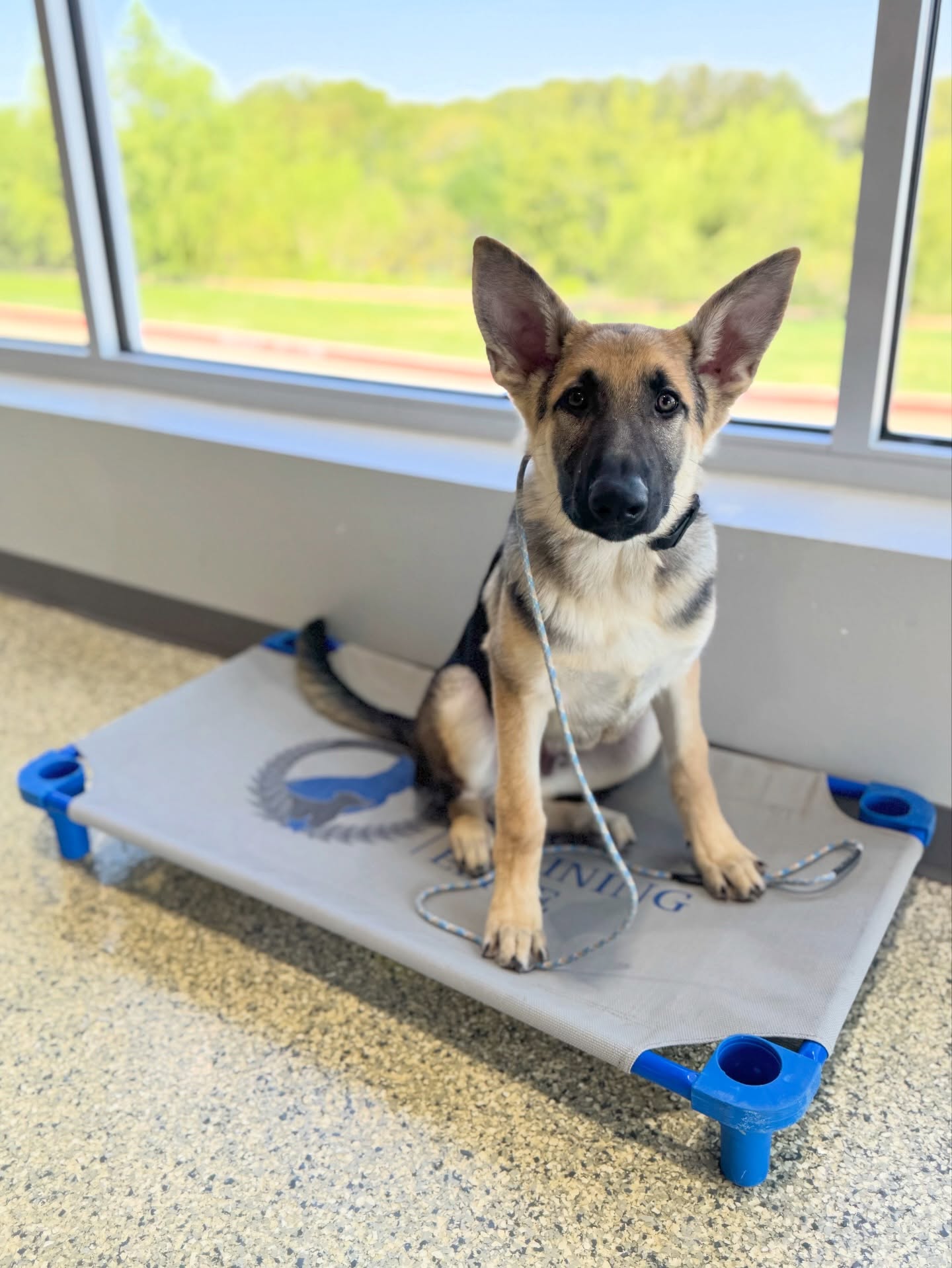 If you have a new pup, and are missing the calm  from your days ✨ we are your solution! 

That&rsquo;s right it&rsquo;s time to swap chaos and chewing for communication and calm by enrolling them in one of our professional dog training programs!

🐾 Submit the form linked in our bio now to get help with your energetic, hyper, or just untrained puppy (or dog)!

