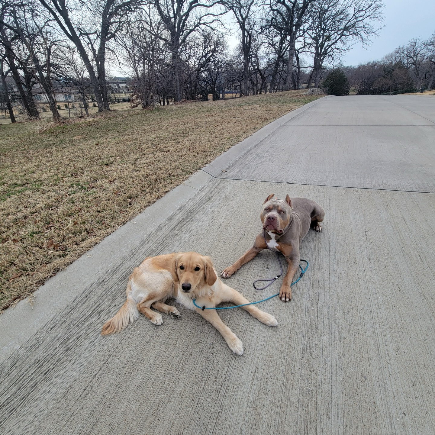 Being social requires a few things like being able to be around others comfortably with confidence 🐕 

If you and your dog need help with either or both use the Google form linked in our bio to start with a free in-home dog behavior evaluation to discuss your best training options! 

