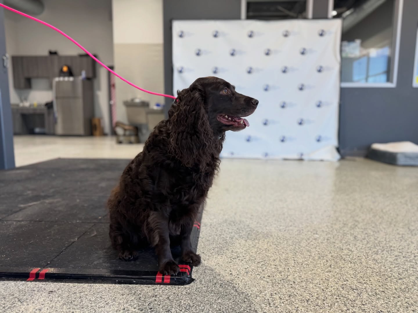 Need dog training? Turn to Dog Training Elite to work with experienced professional through award winning dog training programs! 

&bull; puppy 
&bull; basic obedience 
&bull; advanced obedience 
&bull; anxiety / reactivity /  aggression 
&bull; service or therapy task and prep
&bull; personal protection (different levels) 

🐕 Get started with the link in our bio to set up a free in-home evaluation!

