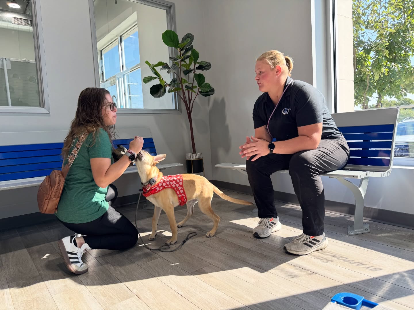 &ldquo;Ali saved our sanity.

We made the slightly insane decision to bring a puppy into our lives while we had a baby on the way. Both my wife and I had over 10 years of dog ownership experience, so we thought we had it under control. What we quickly realized, though, was that while we could train our puppy to *perform commands*, we couldn&rsquo;t get her to consistently *choose to listen*.

For example, I previously took our puppy to a purely positive-reinforcement training school. When they taught &ldquo;drop it,&rdquo; the method was to always trade the dog for the item. I even asked the trainer about a concern I had: my previous dog learned that if she stole something, I would always trade her to get it back, so stealing actually became rewarding. The trainer&rsquo;s response was simply, &ldquo;You should always just trade.&rdquo; That wasn&rsquo;t what I was looking for. I wanted an obedient dog, not one that gamed the system.

Working with Dog Training Elite and Ali completely changed things. Ali taught me the techniques and structure needed to develop a truly well-behaved, obedient dog. My 8-month-old puppy can now walk off leash with me something I never thought would be possible before. Can your pure positive reinforcement puppy do that? I AM A BELIEVER IN THE TECHNIQUES ENFORCED BY DOG TRAINING ELITE NOW, call me a convert.

I want to call out that I had already put a lot of work into training my dog before meeting Ali, but what I learned is that every dog is different. Ali helped me understand how to properly reinforce training so the lessons actually stick.

Ali &mdash; thank you so much. Daisy misses you already!&rdquo; &mdash; Michael D

Experienced and dedicated professionals with a passion for empowering the owners that are responsible enough to admit when they need the training help! 

📱 Give us a call or visit the website to learn more, we start out with free in-home or in-facility evaluations led by professionals. 

