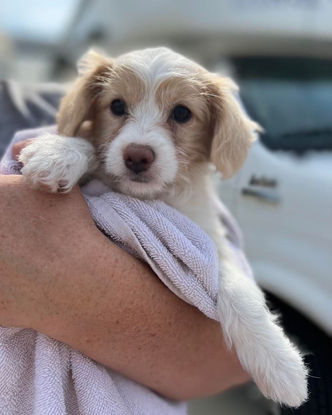🐕 𝘕𝘦𝘸 𝘱𝘶𝘱 𝘤𝘩𝘦𝘤𝘬𝘭𝘪𝘴𝘵 🐩 

✅ New collar 
✅ New food bowl 
✅ New water bowl
✅ New leash 
✅ Approved healthy puppy food 
✅ New chew toys 

☑️ Set up free in-home evaluation with dog training Elite to set you and your new pup up for a life long success 

Finish that new pup checklist, reach out now to set up your free in home evaluation and replace the cost of puppy pads, chewed furniture, electrical cords, unnecessary vet bills and more 🐾 

🐶 Work with Dog Training Elite tap the link in our bio now!

