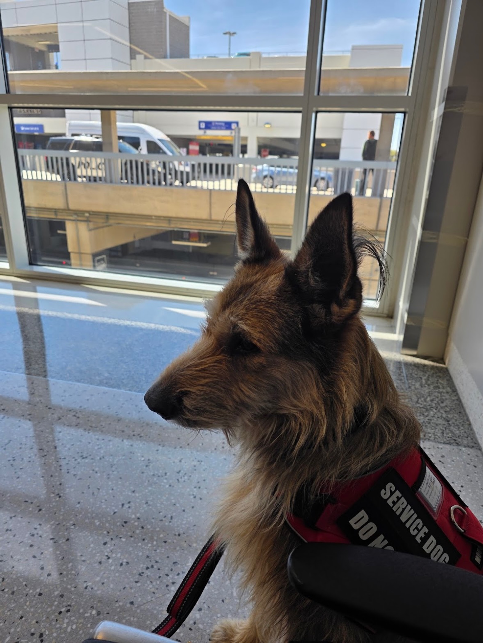 &ldquo;I can&rsquo;t say enough good things about Ali. Thanks to her service dog training he&rsquo;s fully able to support me in the office. I was so impressed on my recent work trip to Abilene, during hours of meetings, he just lay calmly under the conference table. He&rsquo;s so well behaved and having him trained to assist me has improved my quality of life immeasurably!&rdquo; &mdash; Tammy L 

Let our team improve the quality of life you and your dog share, visit our bio to learn more. 

