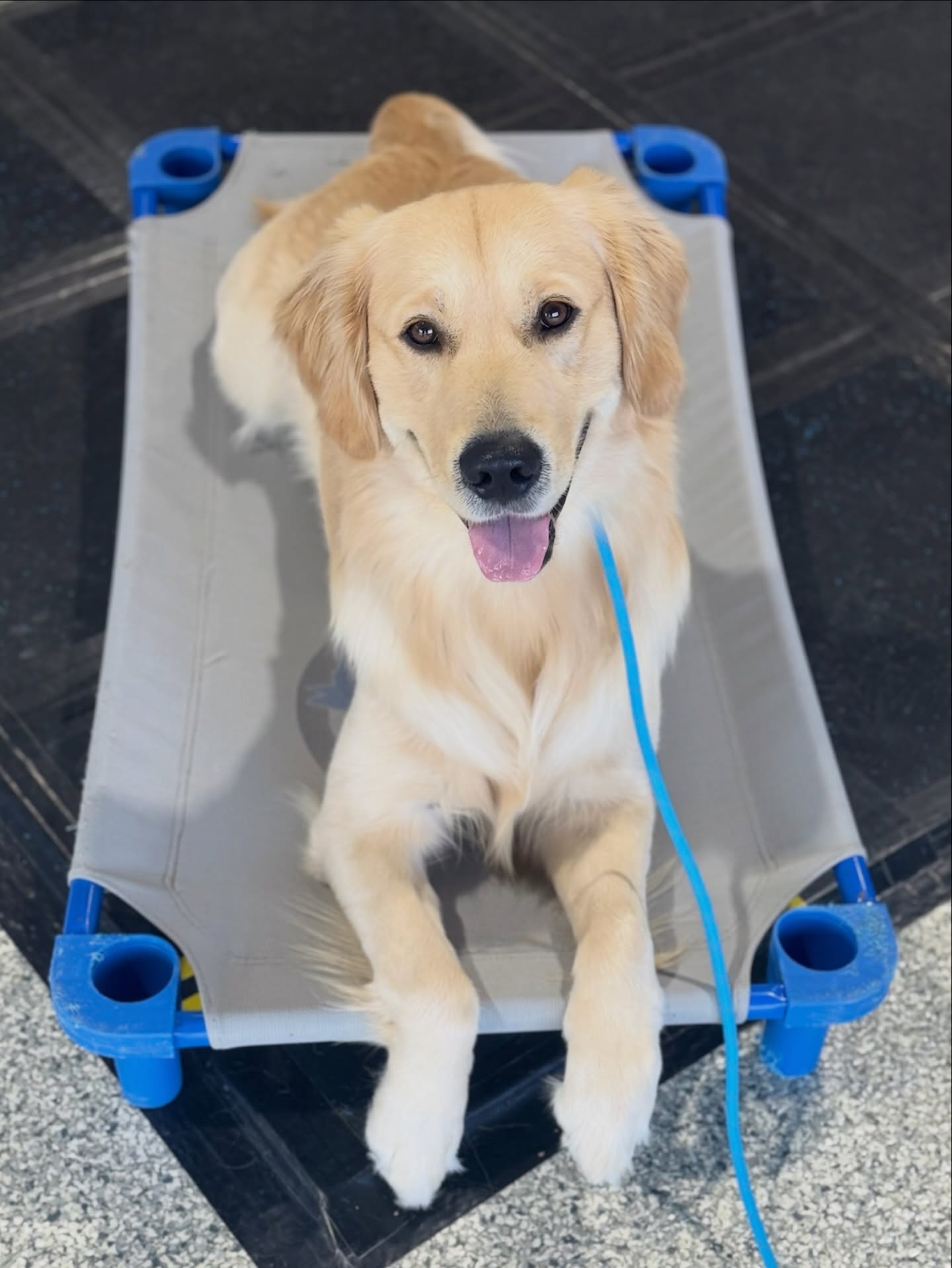 This happy dog, is going through their professional dog training program with Dog Training Elite. 

Note how happy, heathy, and well mannered they look. 

This could be your dog. 

🐾  Just use the link in our bio now

