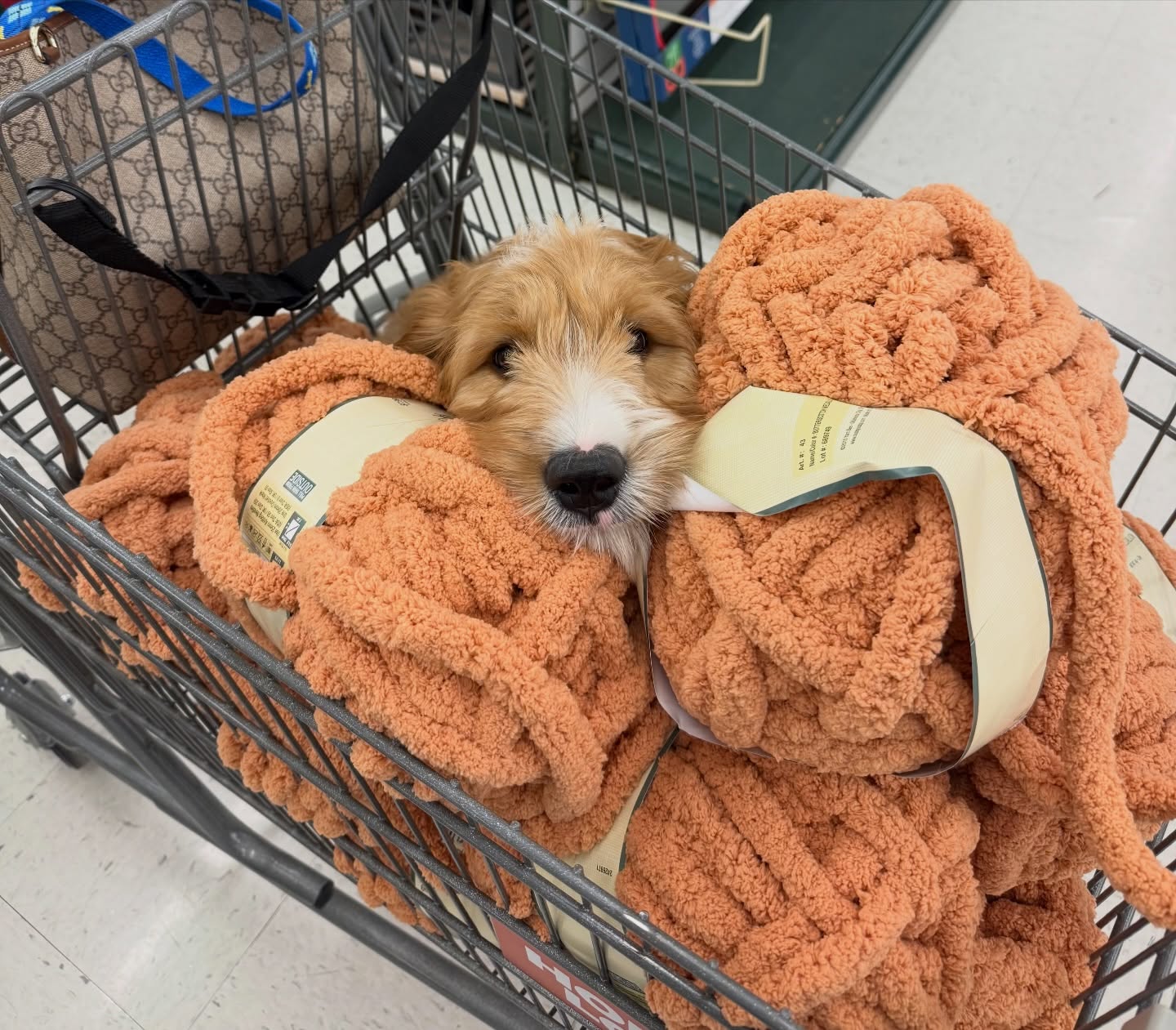 &ldquo;Service dog in training &ldquo;Louie&rdquo; helps mom decide which yarn to use&rdquo; 

The tasks that dogs can complete for their human counterparts is endless, some they do without knowing (like in this fun situation), but others they may need serious guidance to truly grasp understanding of the task and how to fully, and safely, complete them. 

Let Dog Training Elite help you and your dog 🐕figure out how capable your dog is of complete service dog tasks! 

Message now to set up a free evaluation! 

