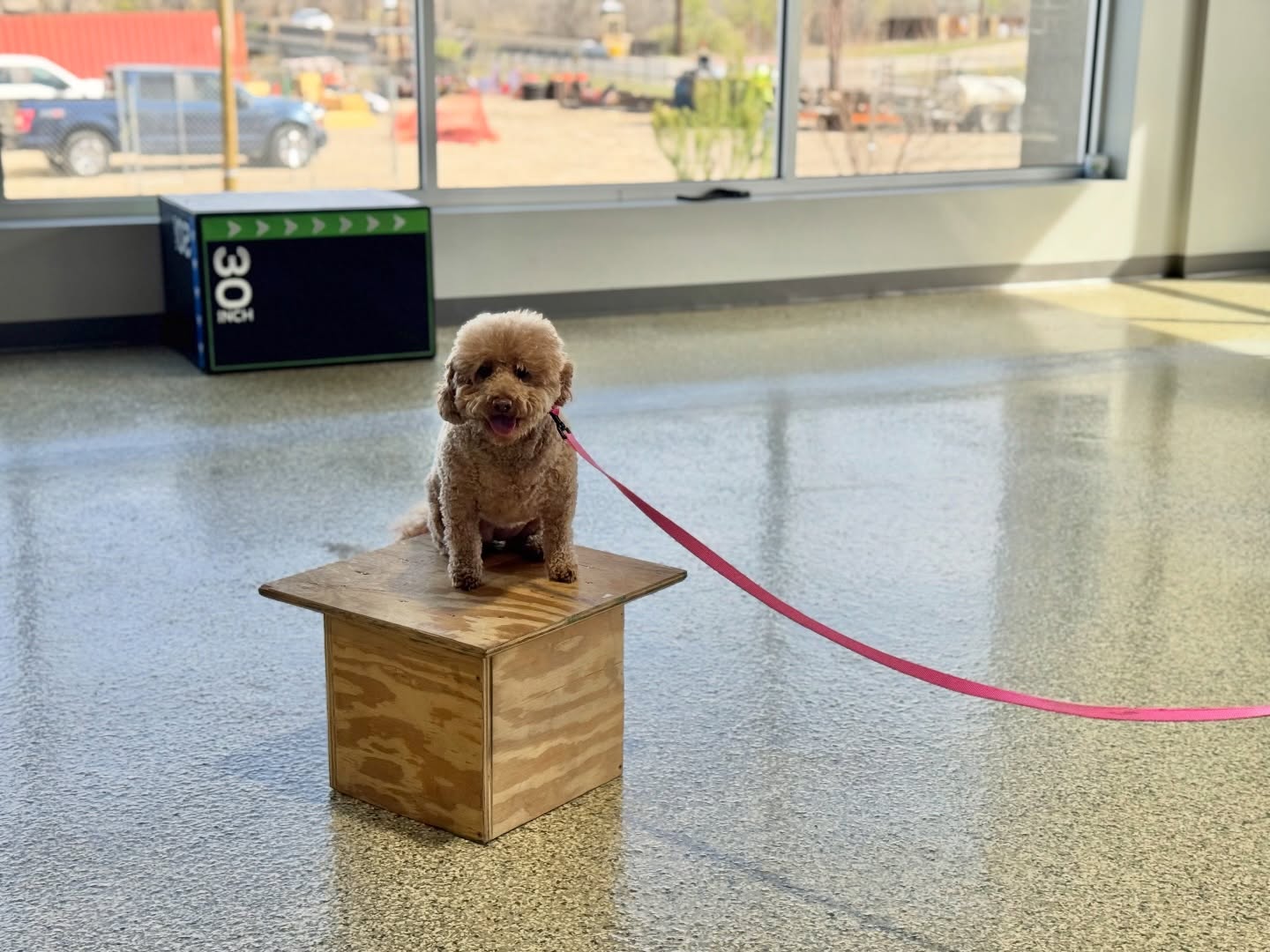 When training leaves you with &ldquo;I&rsquo;m a good girl&rdquo; feelings 🤌✨ 

To most dogs, training isn&rsquo;t scary or torture, instead it&rsquo;s mentally and physically enriching while also promoting emotional regulation! 

To you it&rsquo;s better manners, to them it&rsquo;s feeling better, but for both of you it matters, so don&rsquo;t hesitate. Invest in what&rsquo;s best for your dog, submit the form linked in our bio to learn more or set up a free in-home evaluation 🐕 

