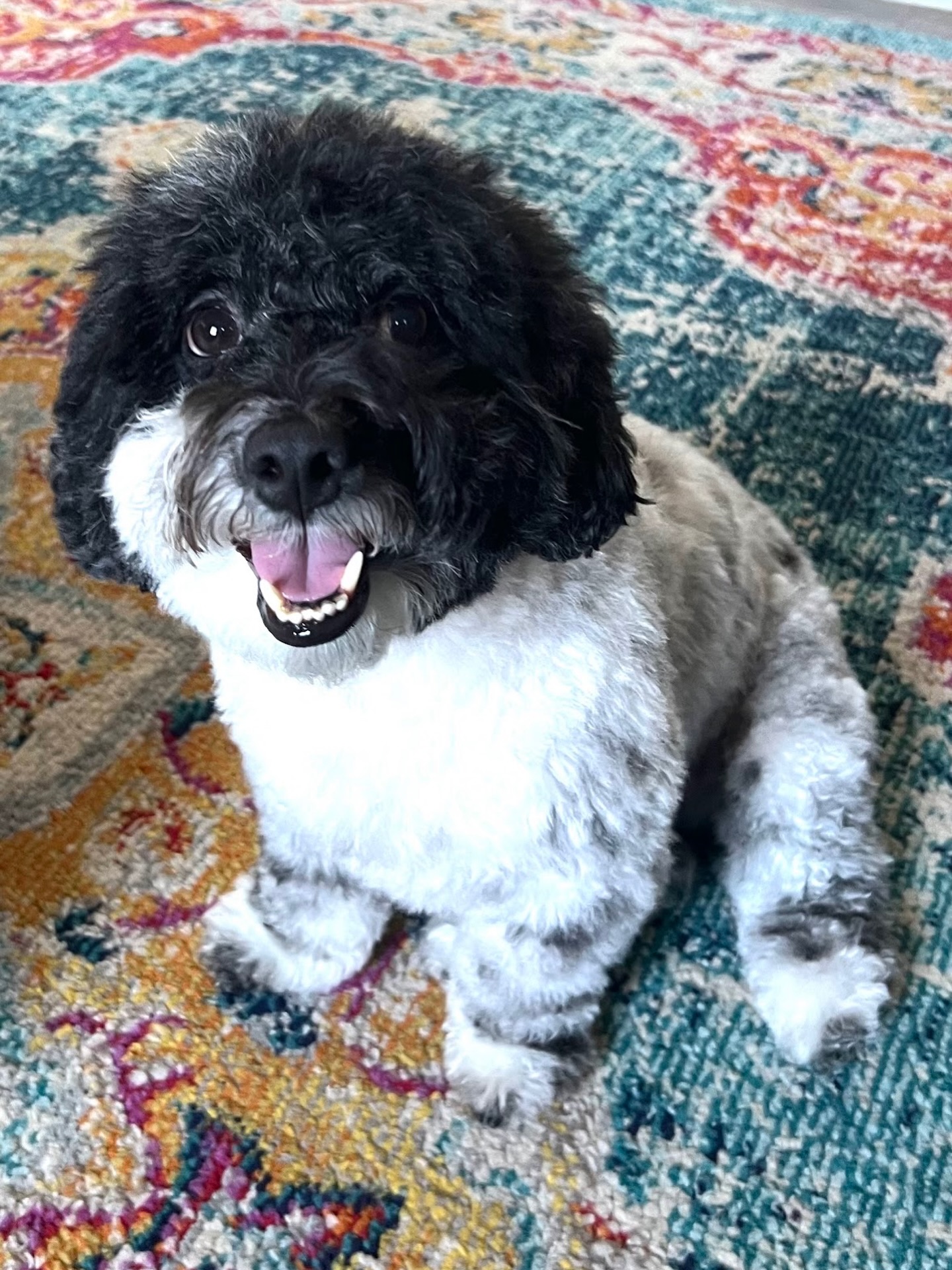 &ldquo;I&rsquo;ve had a few in home trainings now with Ali. She&rsquo;s great! Super knowledgeable, is able to command authority and show sweetness to my dog at the same time! Shes confident and dedicated to the training. One time my dog was being a little testy and she patiently continued to give a command until he responded. And then she loved on him and rewarded him! She&rsquo;s a great teacher for me as well! She helps me understand how to implement the same training Elite does with my dog at home and at work. 10/10 Recommend Ali and Elite!!&rdquo; &mdash; Kishawnna T 

Learn what you need to lead, not just what they need to know! Start with a free evaluation in-home or in-facility by using the link in our bio! 

