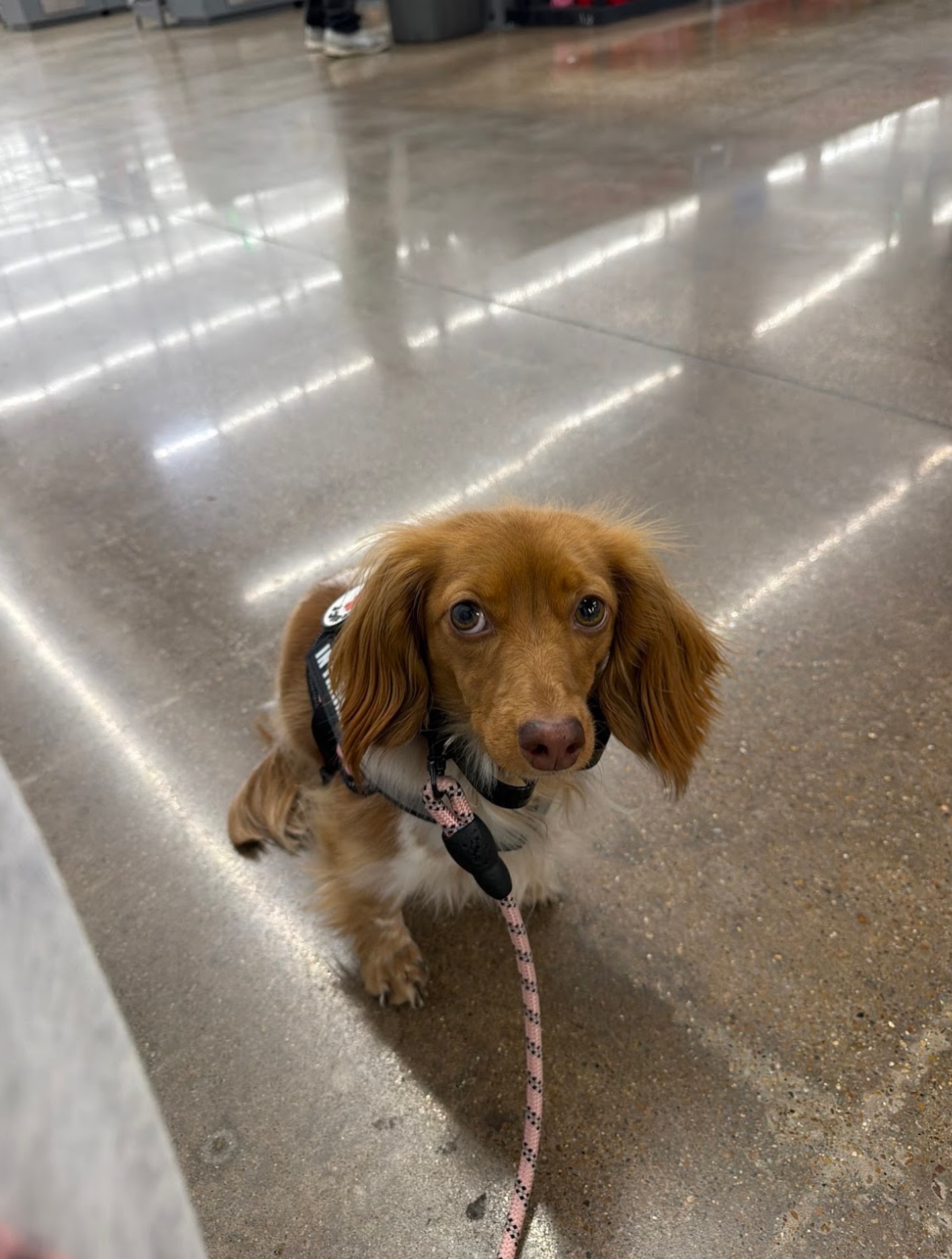 &ldquo;Ali has been awesome working with my mini dachshund, Lucia. From the beginning, she has been patient, intentional, and genuinely invested in helping Lucia grow.

Lucia has made so much progress since working with her. Ali has been training her in service tasks, which is her specialty, and it has been amazing to watch Lucia build confidence and truly step into her work. You can tell Ali really understands how to train service dogs with clarity and purpose, and she takes the time to make sure both the dog and the handler understand what is being asked.

Her group classes have also been such a great experience. They are challenging in the best way and push both the dogs and the handlers to think and stay engaged. She keeps everyone on their toes and creates real life scenarios that make a big difference in how reliable the dogs become.

I am so grateful for the care, structure, positive energy, and knowledge Ali brings to her training. Lucia would not be where she is without her, and I cannot recommend her enough to anyone looking for serious, intentional training.&rdquo; &mdash; Angel G

Get serious about your dog&rsquo;s training, use the link in the bio to get started with a free assessment! 

📸 Angel G 

🐕&zwj;