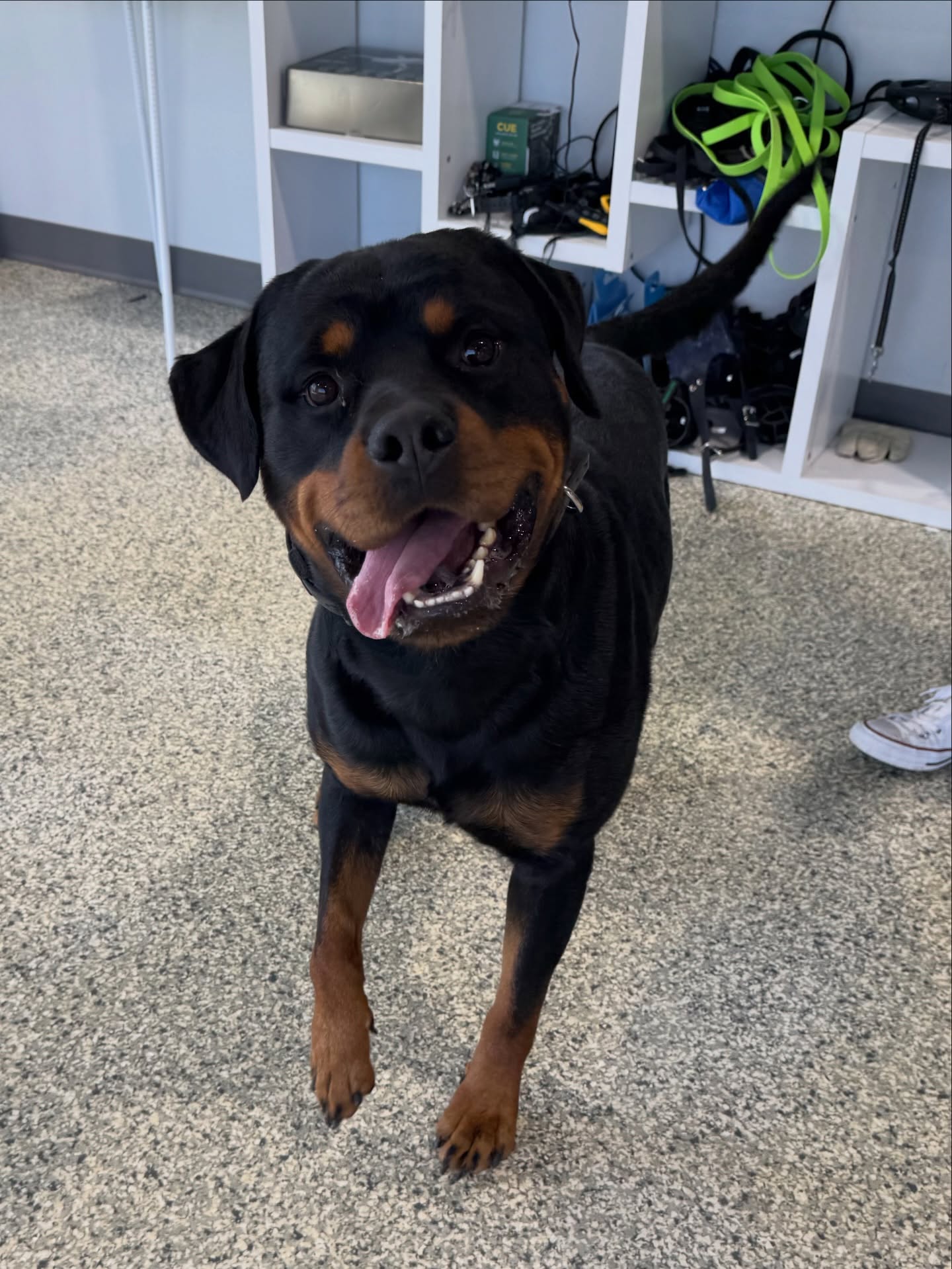 Properly trained dogs = happy dogs, healthy dogs, and less likely to go missing dogs

🐾 If you would like your dog happy, healthy, and less likely to go missing submit the Google form linked in our bio to book a free in-home evaluation! 

