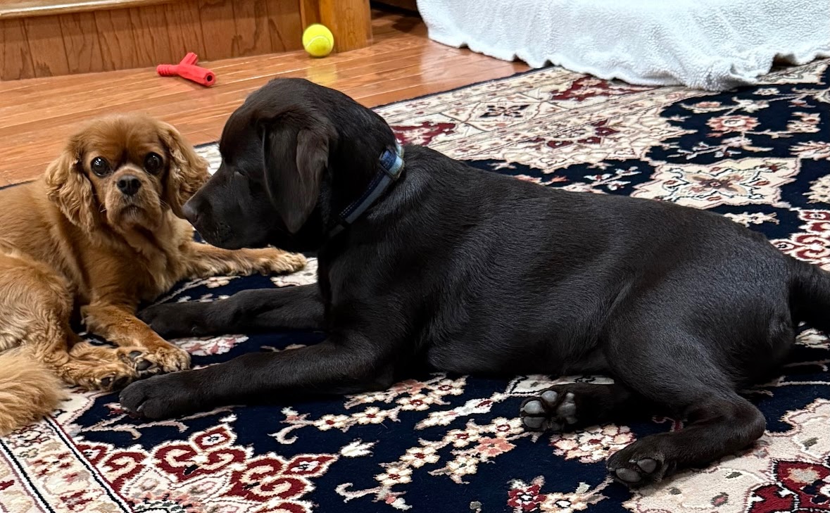 &ldquo;⭐️⭐️⭐️⭐️⭐️ Alina has been training both our high energy Labrador and all 4 of us dog lovers

This puppy is at least my 12th dog. German Shepherd, Rottweiler, Labradoodle, Chow,King Charles Cav etc. We thought we knew how to train well behaved dogs. Alina is taking us to a wonderful new level of training that will help make this ball of energy the best pet and family member ever!&rdquo; &mdash; Gary L

New or old, experienced or first timer, all dog  owners deserve support to help their dog reach elite levels of confidence and training.

🐾 Reach out or submit the form in our bio now to learn more about how Dog Training Elite can best support your household!

