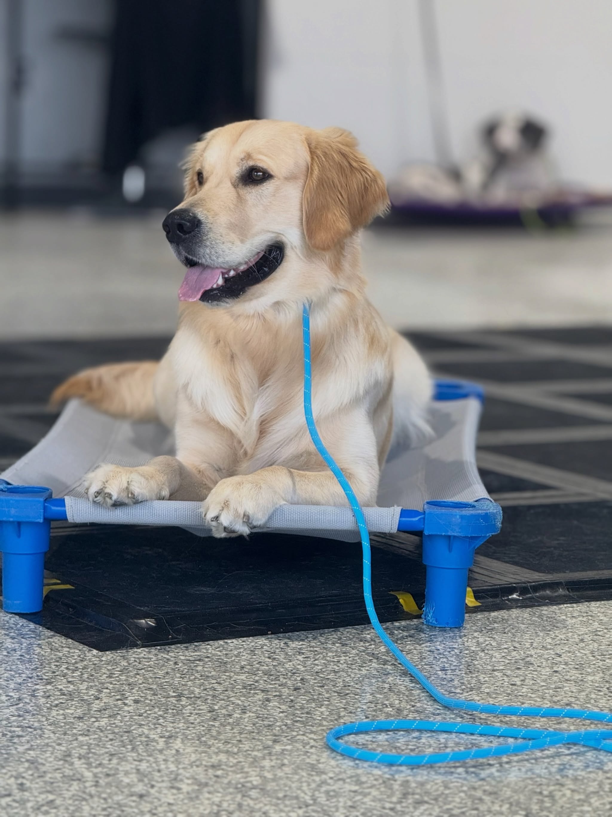 What are your dogs summer plans? ☀️ if they don&rsquo;t involve adventuring or making memories with you due to lack of manners, use the link in our bio to change that! ✨

Even if they don&rsquo;t LOVE the activity, they WILL LOVE hanging out with you 🐕&zwj;🦺

