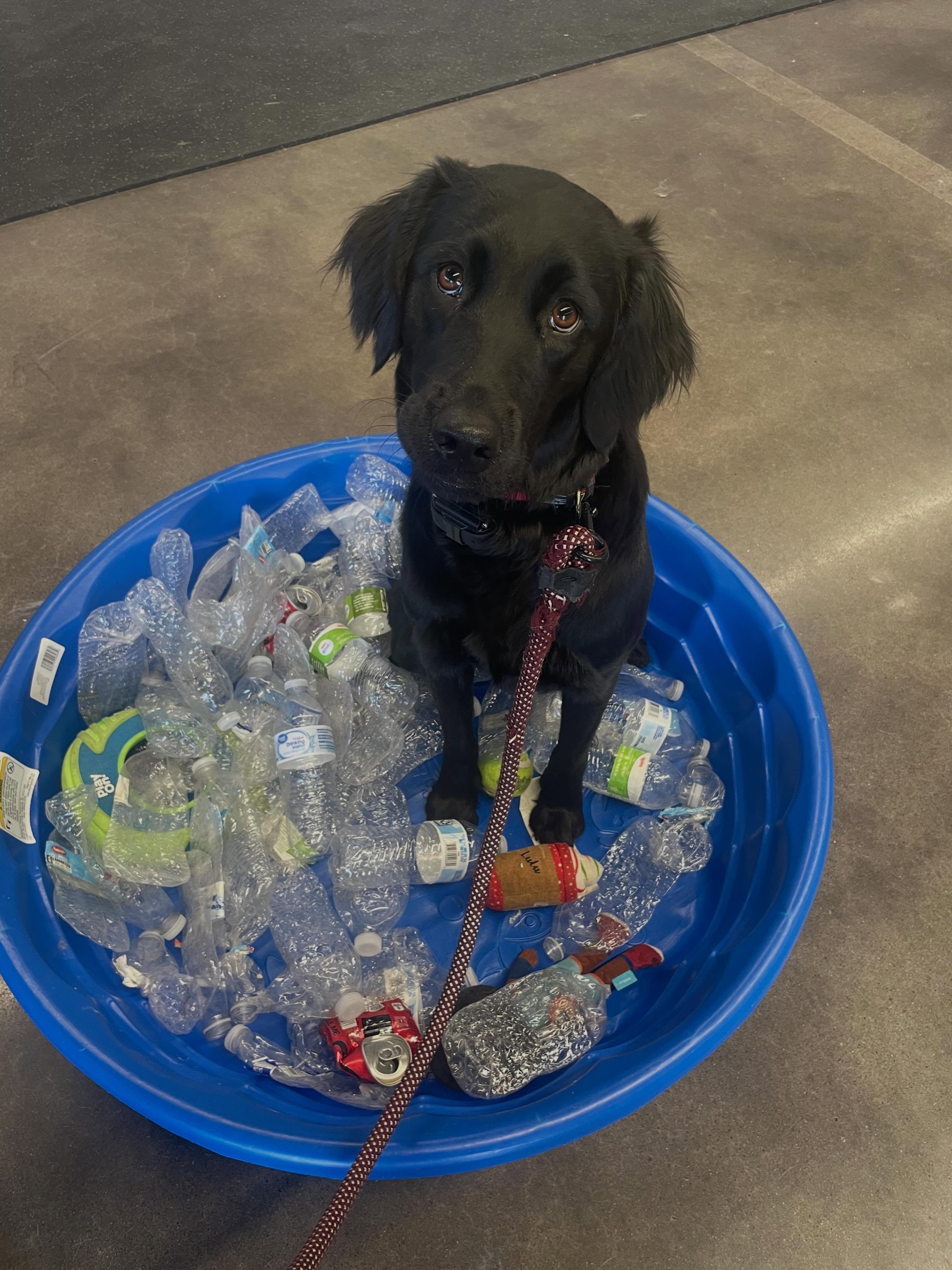 Is your dog giving you those puppy dog eyes ?🥺 🐶  Maybe they are trying to tell you they want to do training at Dog Training Elite Des Moines! DM us for info today! 