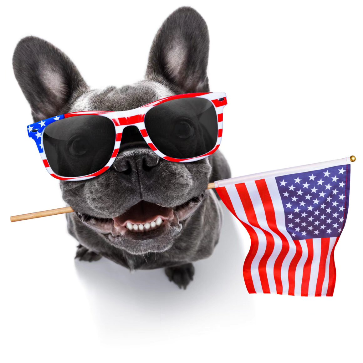 With the Fourth of July coming up, many pets get very anxious with all the loud sounds and noises. Help your pups out by slowly introducing the sounds of parades and fireworks at a low volume and give lots of praise whenever they are not reacting and showing you they feel neutral towards the sounds. Each day, raise the volume a few levels and reward for neutral behaviors! That way, on the day of the event, it won't be so startling and scary!!