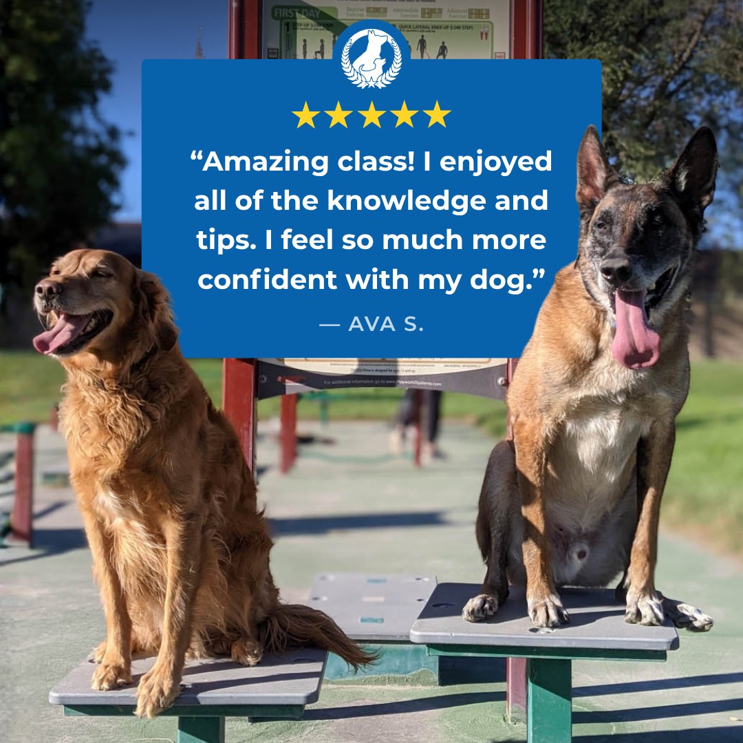 The right guidance can make all the difference. At Dog Training Elite Des Moines, our classes are designed to help you feel prepared and capable as you work with your dog.

Here's what one owner had to say after attending a class:

⭐️⭐️⭐️⭐️⭐️	
Amazing class! I enjoyed all of the knowledge and tips. I feel so much more confident with my dog.
Ava S.

Call or visit us at https://dogtrainingelite.com/des-moines to schedule your free consultation and see the difference one class can make.

