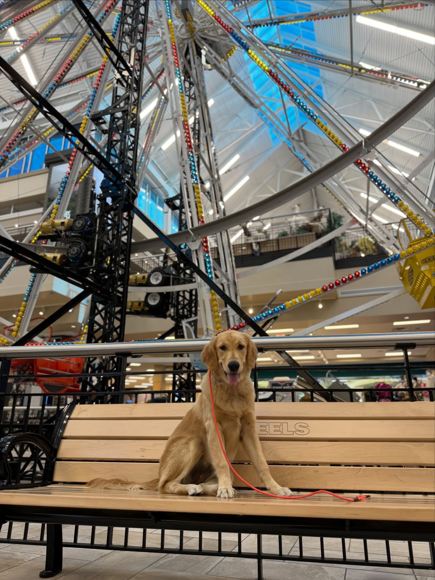 Everything is better with dogs, including plans out, if you disagree submit the form linked in our bio and with one professional dog training program we will change that. 🐕 

