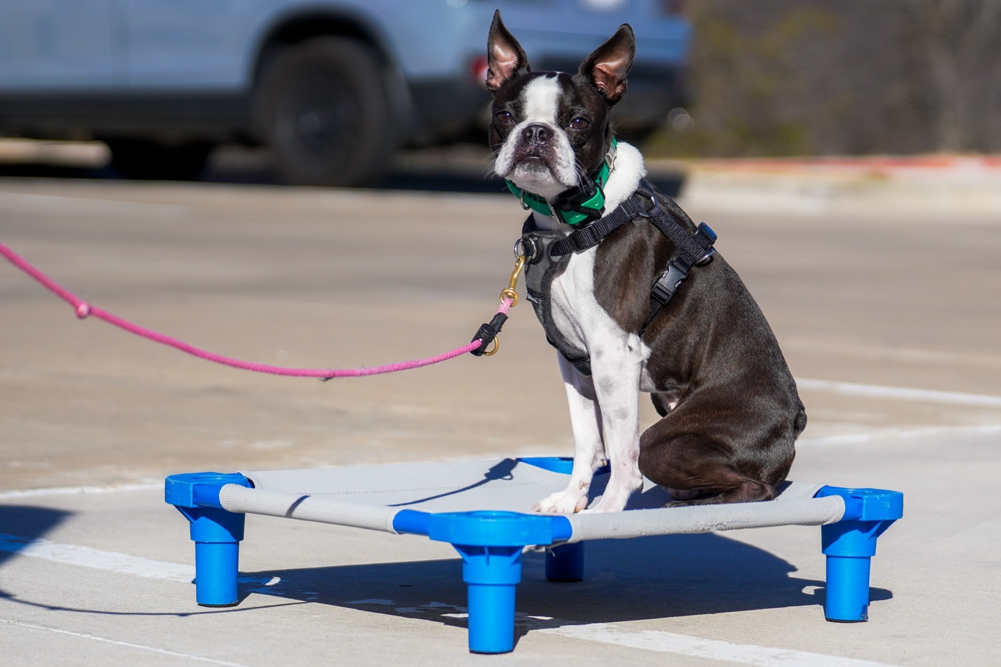 Lower the risk of your dog getting in trouble, needing unexpected vet visits, damaging themselves, property, or others with professional dog training. 

With programs curated to provide solutions for dogs of all breeds, sizes, and training needs Dog Training Elite is ready to step into help! 

Just use the link in our bio to learn more by speaking with our training pack! 

