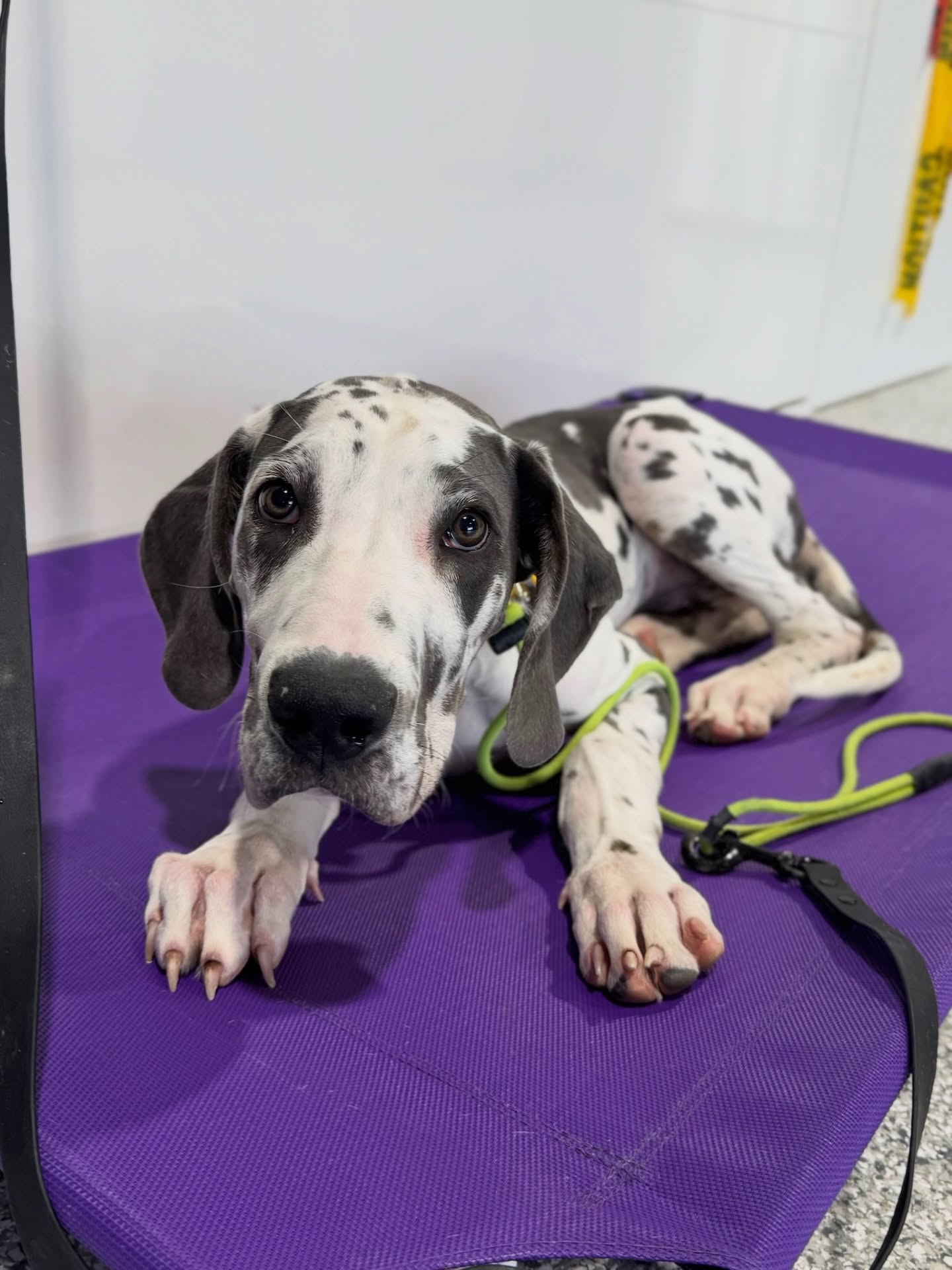 You never know the potential they have until you explore it, young or old we are here to help them and you do through it! 

🐾 Use the link in our bio to learn more about professional dog training that helps your dog live up to their potential! 

