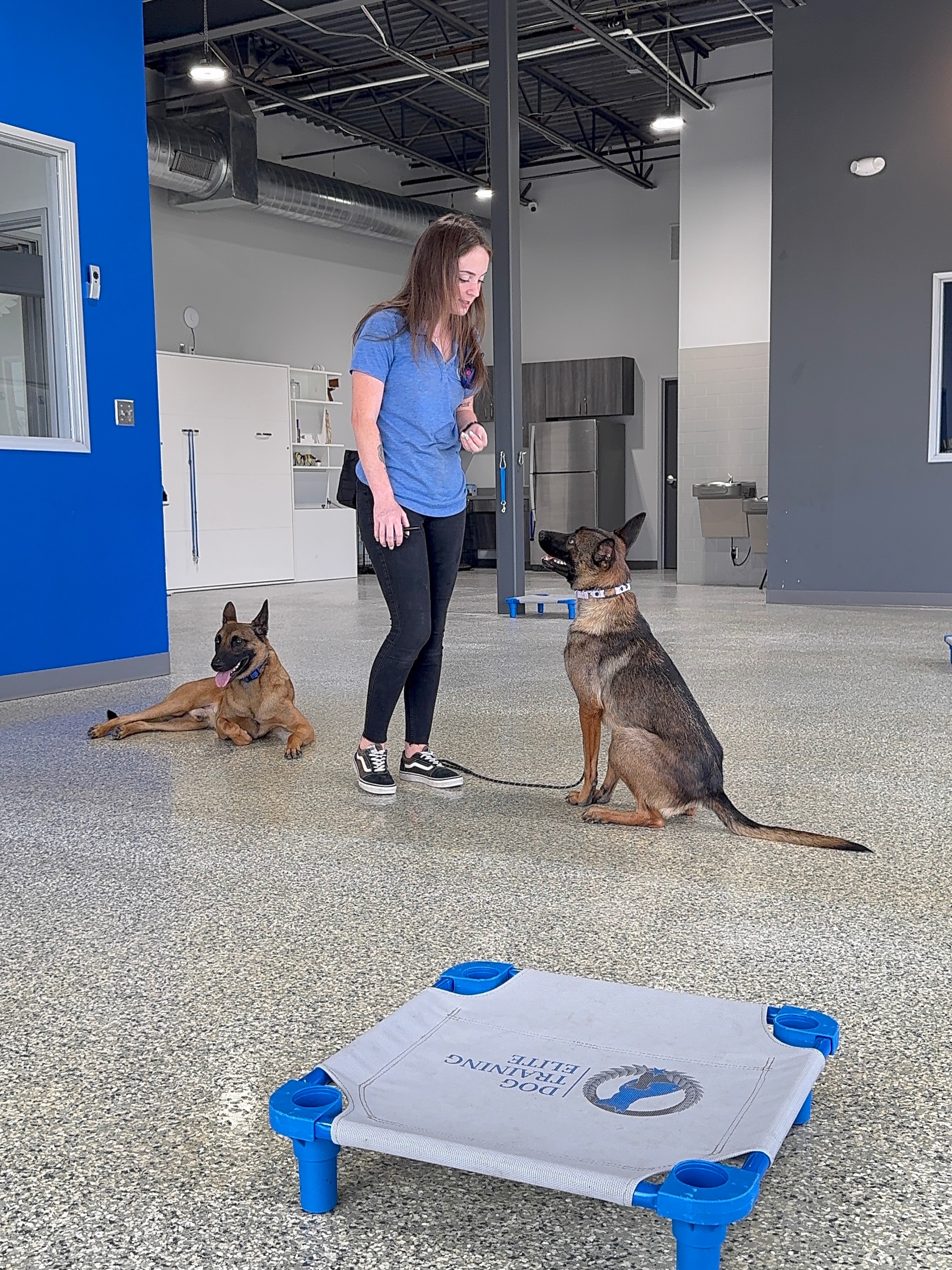 Dogs that react over every sound or new face may just be lacking proper exposure and  training 🦮

If your dog causes a ruckus anytime they hear a noise or see something (like their shadow) consider reaching out to set up a free consultation to decide the best path for them to build confidence and impulse control. 

