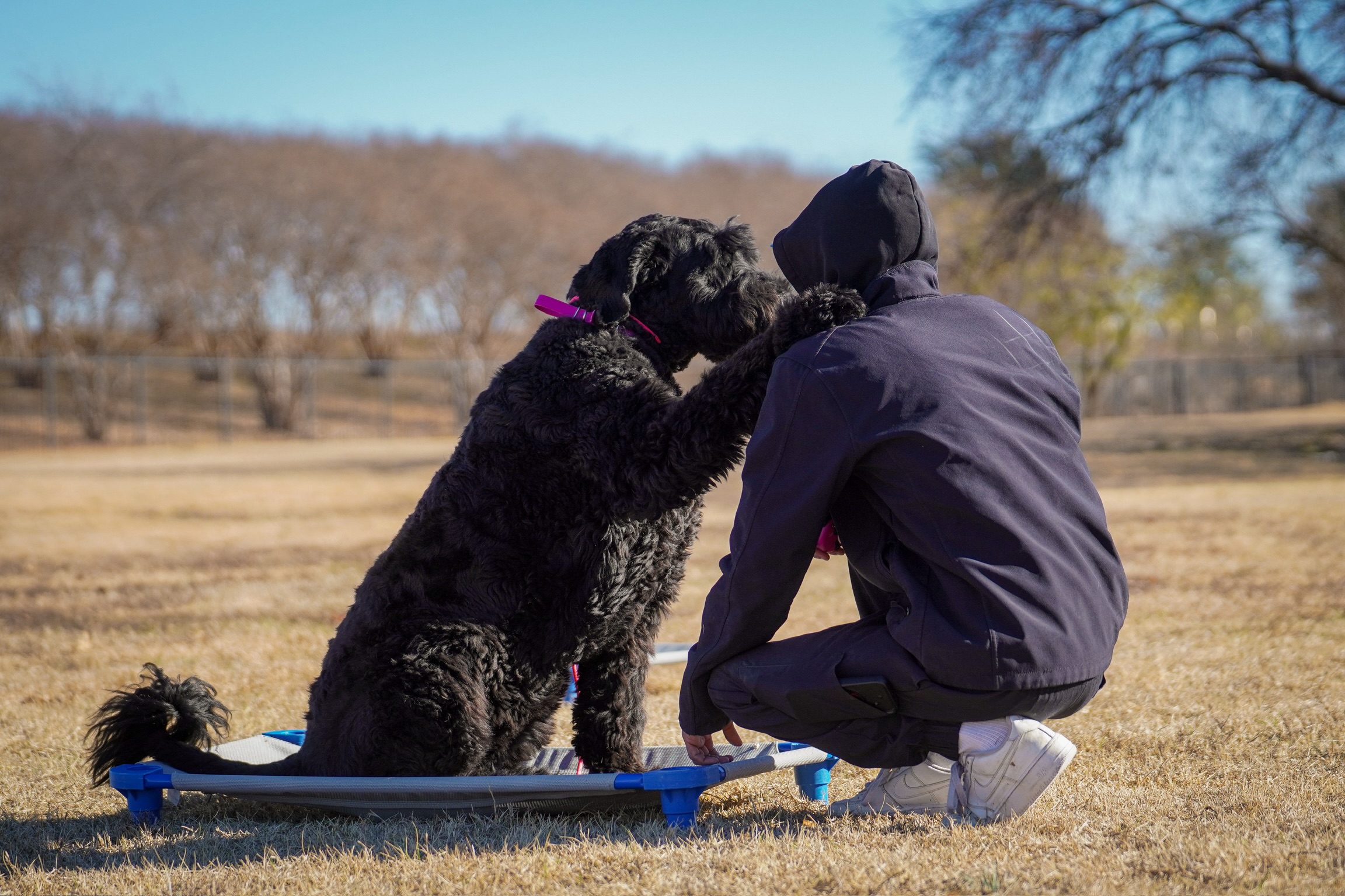 Caption contest for this photo, theme: what you think a poodle would say to their owner. We will go first! 👇

🗯️ &ldquo;Listen me&rsquo;boy, if you don&rsquo;t train me, how can you expect me to know what to do or not do?&rdquo;

Can&rsquo;t wait to see who can come up with the best one! Like to vote on ones you like! Winner will get a shoutout and caption share!

