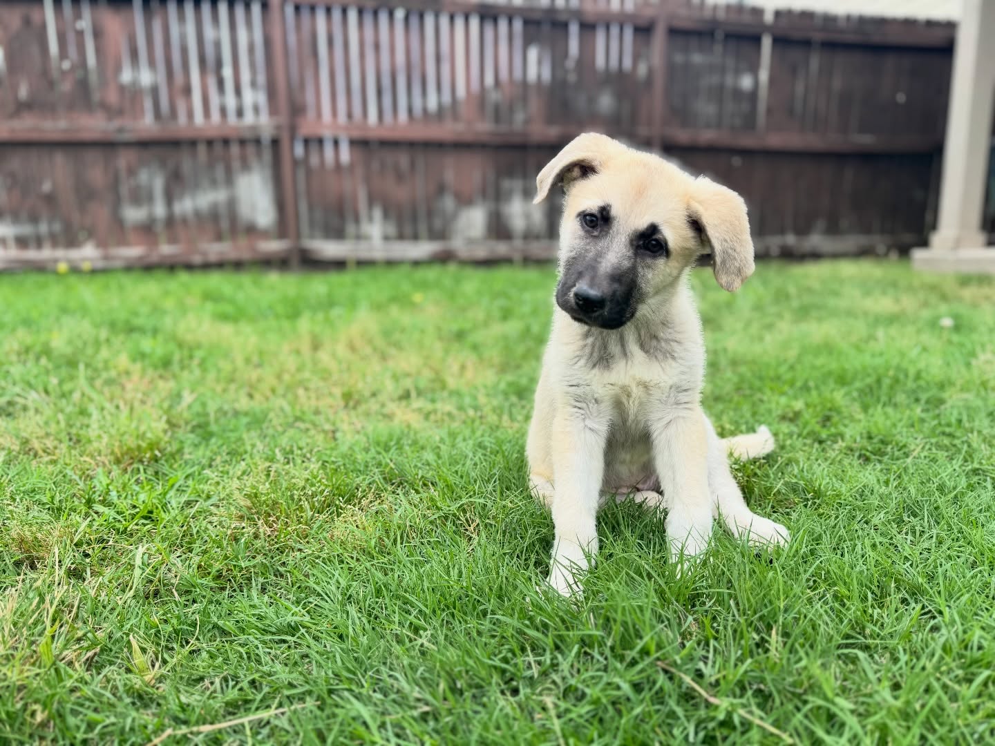 They don&rsquo;t know what they aren&rsquo;t trained to know, so stop expecting perfection and start looking into the award winning dog training programs of Dog Training Elite! 

Reach out now or visit the website to learn more about training options for all of your lifestyle needs, from puppy to advanced obedience, service, therapy and even personal protection! 

