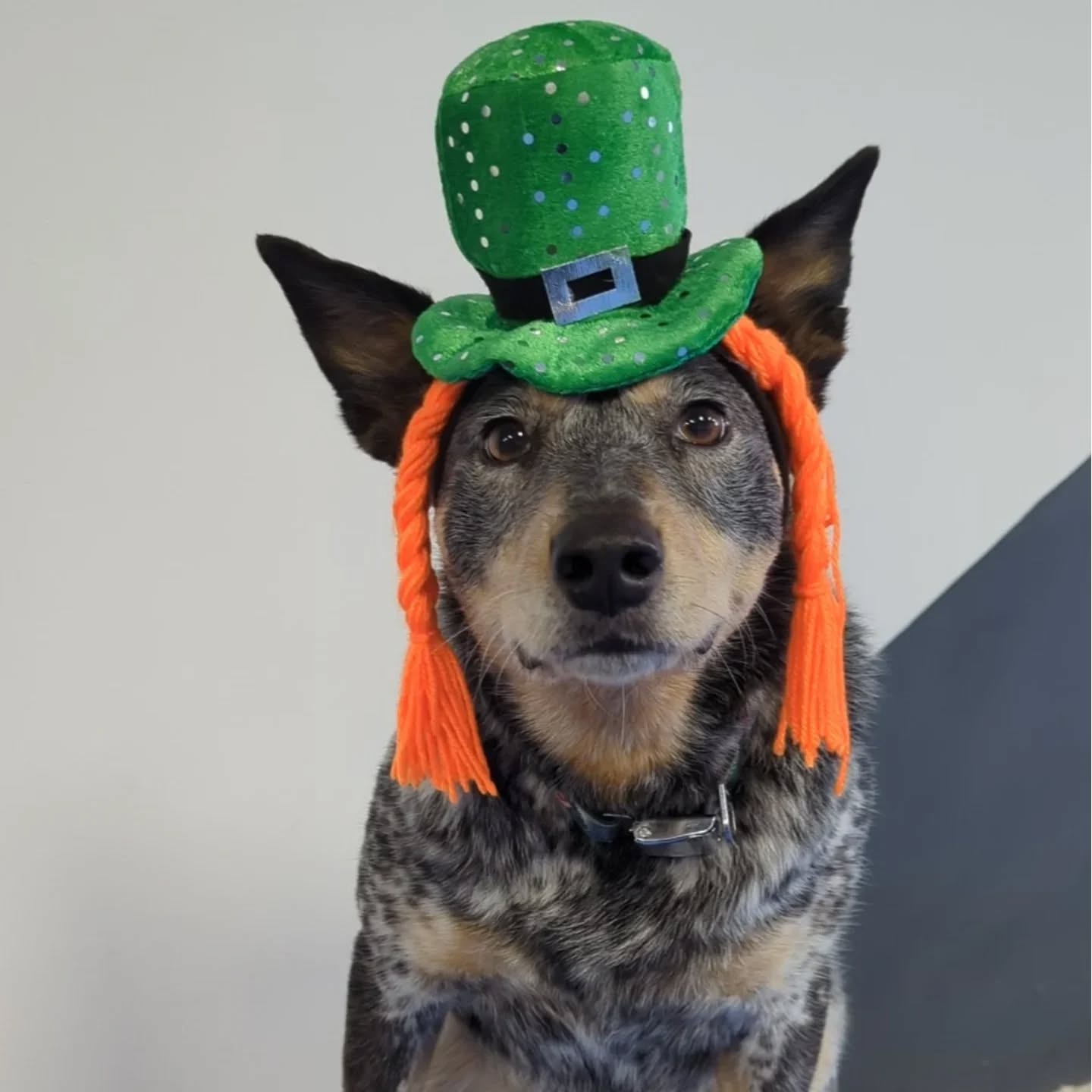 Siggy hopes your St Patty's Day was as wonderful as hers 🍀

