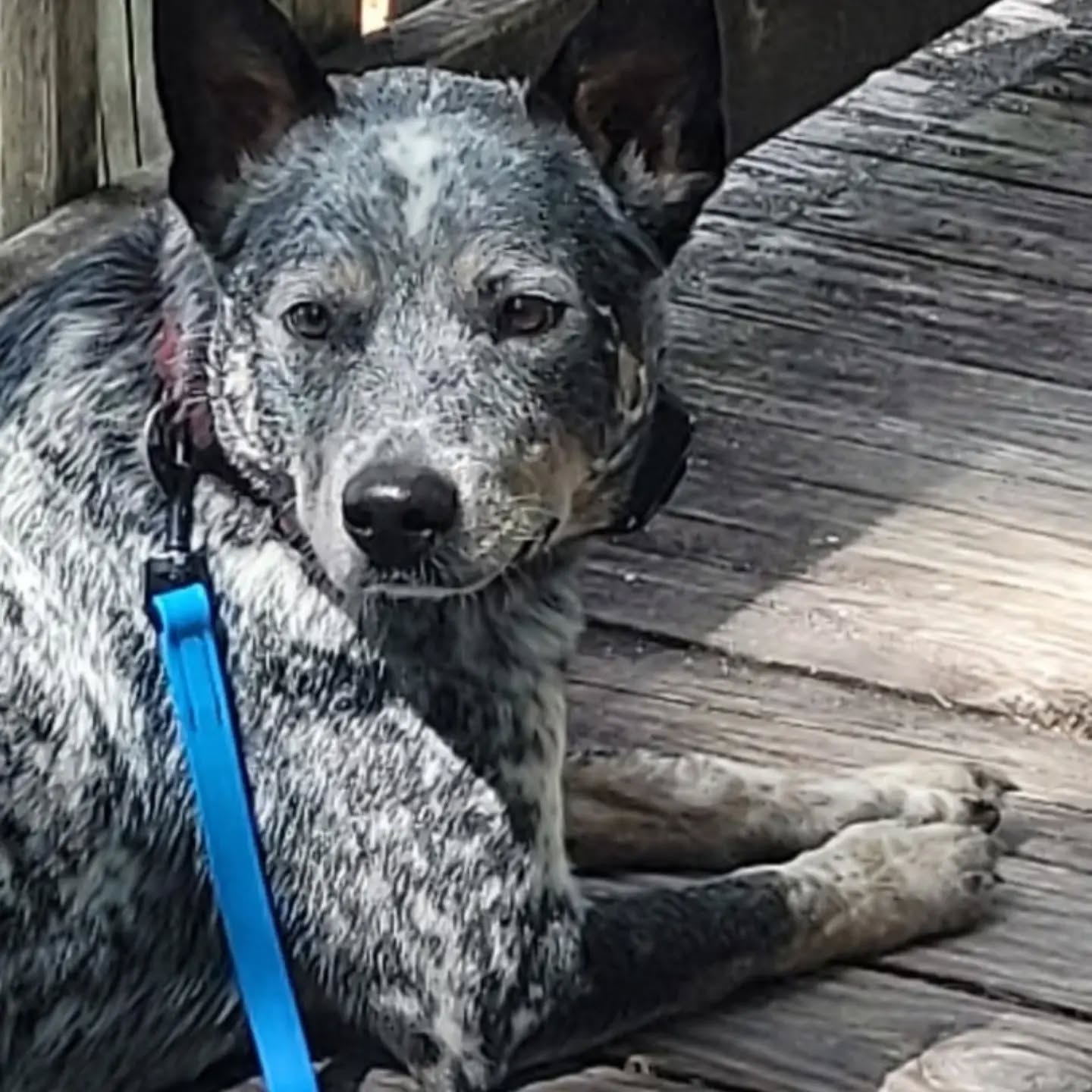 Dear Friends of Gus,
I know he would appreciate your positive thoughts and prayers over the next few days. He became very ill this past Saturday afternoon and today we learned he has a large mass on his spleen that apparently ruptured and has been slowly bleeding.

Tomorrow he undergoes surgery at Capital Vet Hospital in Tallahassee to have his spleen removed. At that time we'll find out more about his health and future. I'll update as we move through the process.

He has been quite stoic through it all. Me, on the other hand, I am so very sad but am trying to stay positive. It's interesting that just a week ago, he and I gave a service dog talk to a group of young people at a local academy. One of the boys there asked what do you do when your service dog gets sick. I wasn't expecting to live out the answer so soon.

This picture was taken by a dear client Saturday morning at group class before he became so ill.Thank you Melissa.💙

Tina Ruffin 
Owner/Training Director