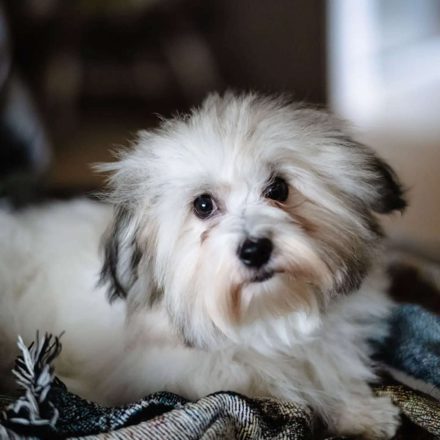 ✨ Meet Remy ✨

At just one year old, Remy, a Coton de Tulear, may look like the picture of sweetness&mdash;but don't let that adorable face fool you. She's a remarkable working dog with an important mission.

Remy recently passed her Service Dog Public Access Test, a major milestone that reflects months of dedicated training. She also spends her days working alongside her owner, a veteran who coaches inmates on managing stress. Together, they visit a local correctional facility, where Remy's calm presence helps support the learning process. She also regularly accompanies him to local law enforcement offices.

Perhaps Remy's most meaningful job, however, is at home.

Before beginning training with us, our client's autistic daughter was afraid of dogs and wanted very little to do with Remy. Today, that story looks completely different. She eagerly attends every training session, actively participates, and has developed a beautiful bond with her four-legged teammate.

This is why we do what we do.

Dog training isn't just about teaching commands&mdash;it's about building confidence, strengthening relationships, and creating opportunities to make a lasting difference. Through their partnership, Remy and her owner are changing lives, one interaction at a time. ❤️🐾

