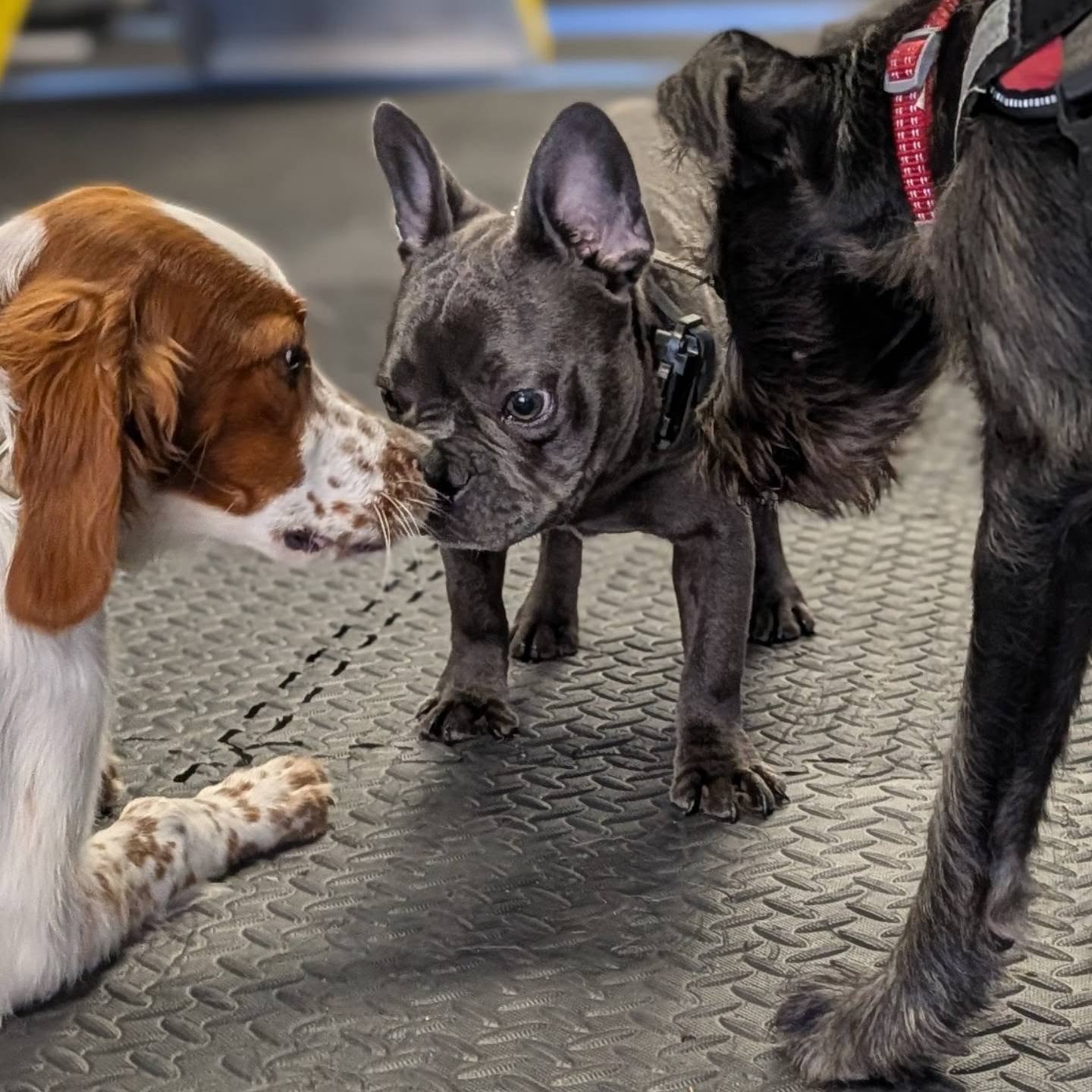 First day of school 🎒 

Three of our training camp pups getting to know each other. Looks like they're besties already 💙

Mabel, the French Bulldog 
Bess, the Irish Red & White Setter 
Rocky, the All American Dog

