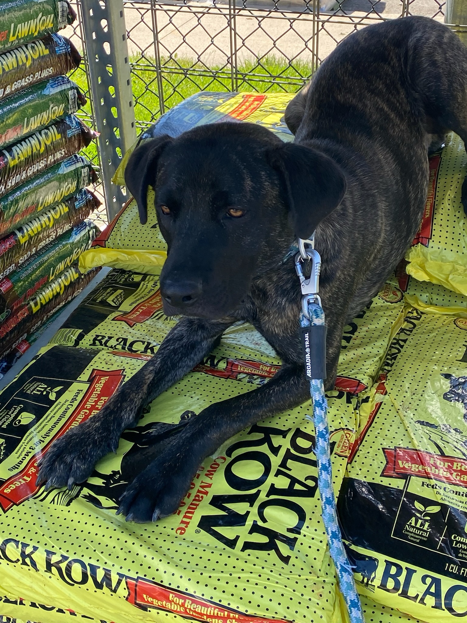 🐾 From Muzzle to Making Friends at Lowe&rsquo;s! 🐾

When Baxter first started with us, he needed a muzzle. He was nervous, unsure of his surroundings, and let&rsquo;s just say a little ornery. 😅

Fast forward, and look at this guy! ❤️

Baxter is now confidently hanging out at Lowe&rsquo;s, practicing his Place command on new and unfamiliar surfaces, calmly watching the world go by, and even choosing to approach people for pets&hellip;.with NO muzzle.

That kind of transformation doesn&rsquo;t happen overnight. It takes patience, consistency, structure, and a committed owner willing to put in the work. Baxter and his mom have both worked incredibly hard, and the results are showing! 👏🐕

This is why we do what we do.

We work with ALL dogs&hellip;including dogs struggling with aggression, fear, anxiety, and reactivity. These dogs aren&rsquo;t &ldquo;bad dogs.&rdquo; Many just need the right communication, structure, training, and someone willing to help them succeed.

Baxter still has work to do, but he&rsquo;s come an incredible distance in a short amount of time. And honestly&hellip;seeing him confidently enjoying life like this is what dog training is all about. ❤️

There is always hope for the right dog with the right training and commitment.

📍 Dog Training Elite Northeast Indiana
🐕 Obedience &bull; Reactivity &bull; Aggression &bull; Service Dogs &bull; Therapy Dogs

DogBehavior