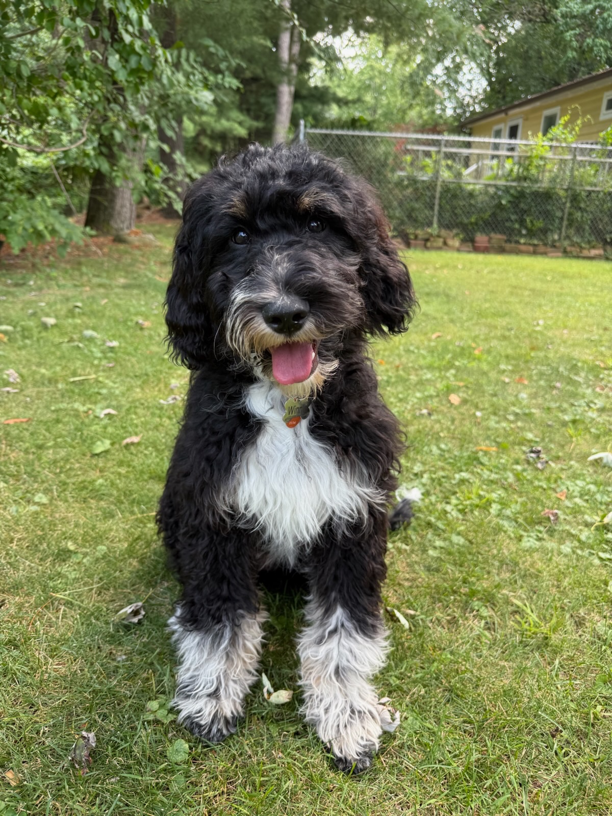 🐾 Meet Winnie! 🐾

Winnie has been in our training program for just 4 weeks, and the progress she has made has been absolutely incredible! ❤️

Her goal? To become a therapy dog for a local elementary school, where her owner is a teacher. 🏫🐶

Over the past four weeks, Winnie has been working hard on the skills, manners, confidence, and obedience she&rsquo;ll need to become a wonderful presence in a school environment. She has already made unbelievable progress, and we couldn&rsquo;t be more proud of this sweet girl!

The best part of training is watching dogs like Winnie develop from a great family companion into a dog with the potential to make a real difference in the lives of others.

We still have work to do, but Winnie is well on her way! 🐾❤️

Keep up the great work, Winnie! We can&rsquo;t wait to see you become the amazing therapy dog we know you can be!

GoodGirlWinnie MakingADifference