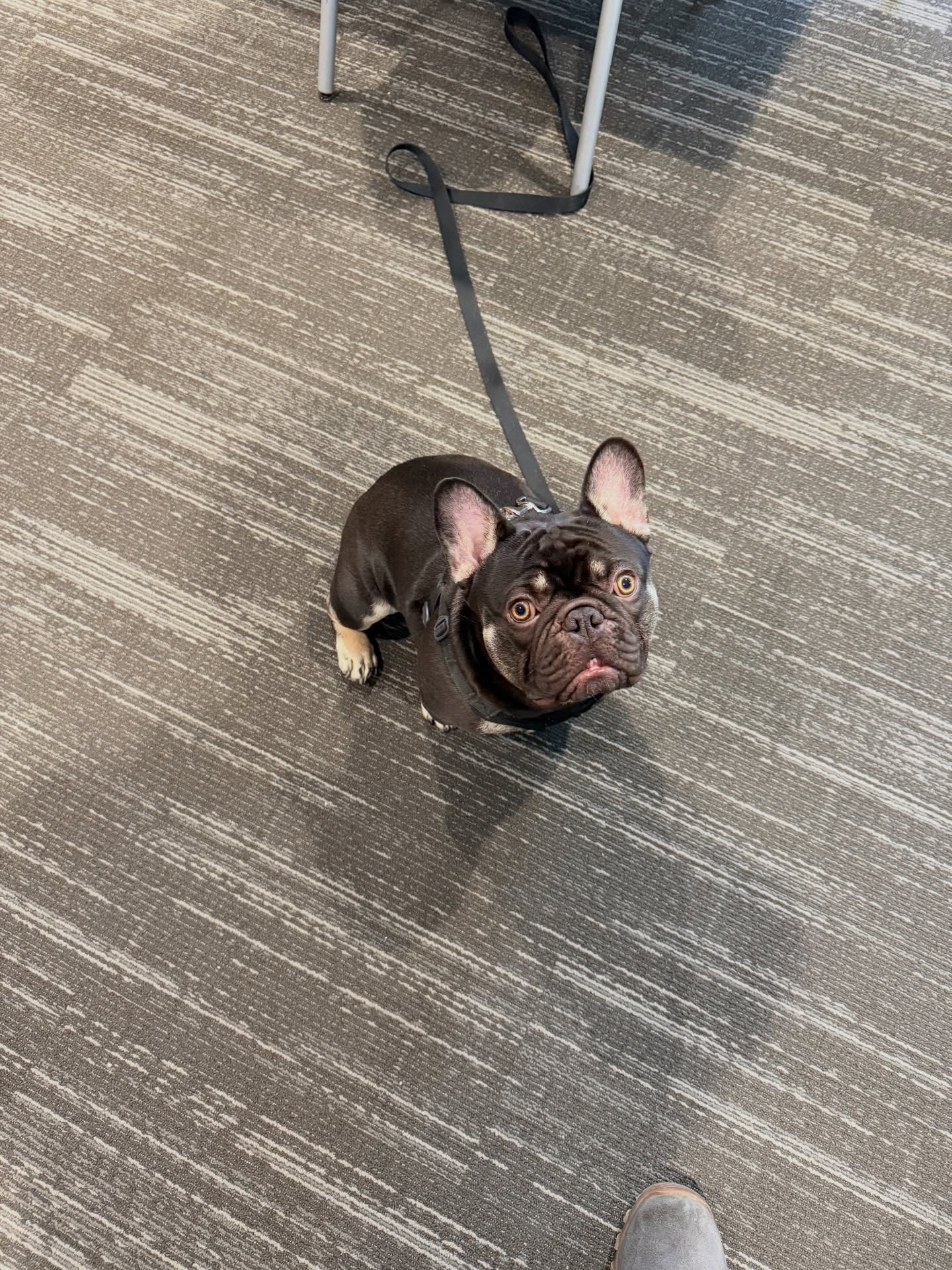 Frank. The French Bulldog.
Small frame. Big opinions. 😤🐾

Frank came in thinking he runs the house&hellip;.calling the shots, blowing off commands, and getting a little too serious with his sibling. Classic case of confidence without direction.

Here&rsquo;s the reality:
Dogs don&rsquo;t need to be &ldquo;put in their place&rdquo;&hellip; they need clear structure, accountability, and leadership they can trust.

That&rsquo;s exactly what we&rsquo;re building with Frank.
&bull; Clear communication
&bull; Consistent expectations
&bull; Controlled interactions with his sibling
&bull; Follow-through on every command

Now you&rsquo;re starting to see a different dog - focused, responsive, and learning that he doesn&rsquo;t have to control everything to feel secure.

Leadership changes everything.

If your dog is testing boundaries, ignoring commands, or creating tension at home&hellip; it&rsquo;s not a personality issue&hellip;.it&rsquo;s a structure issue.

We fix that. 💥🐕