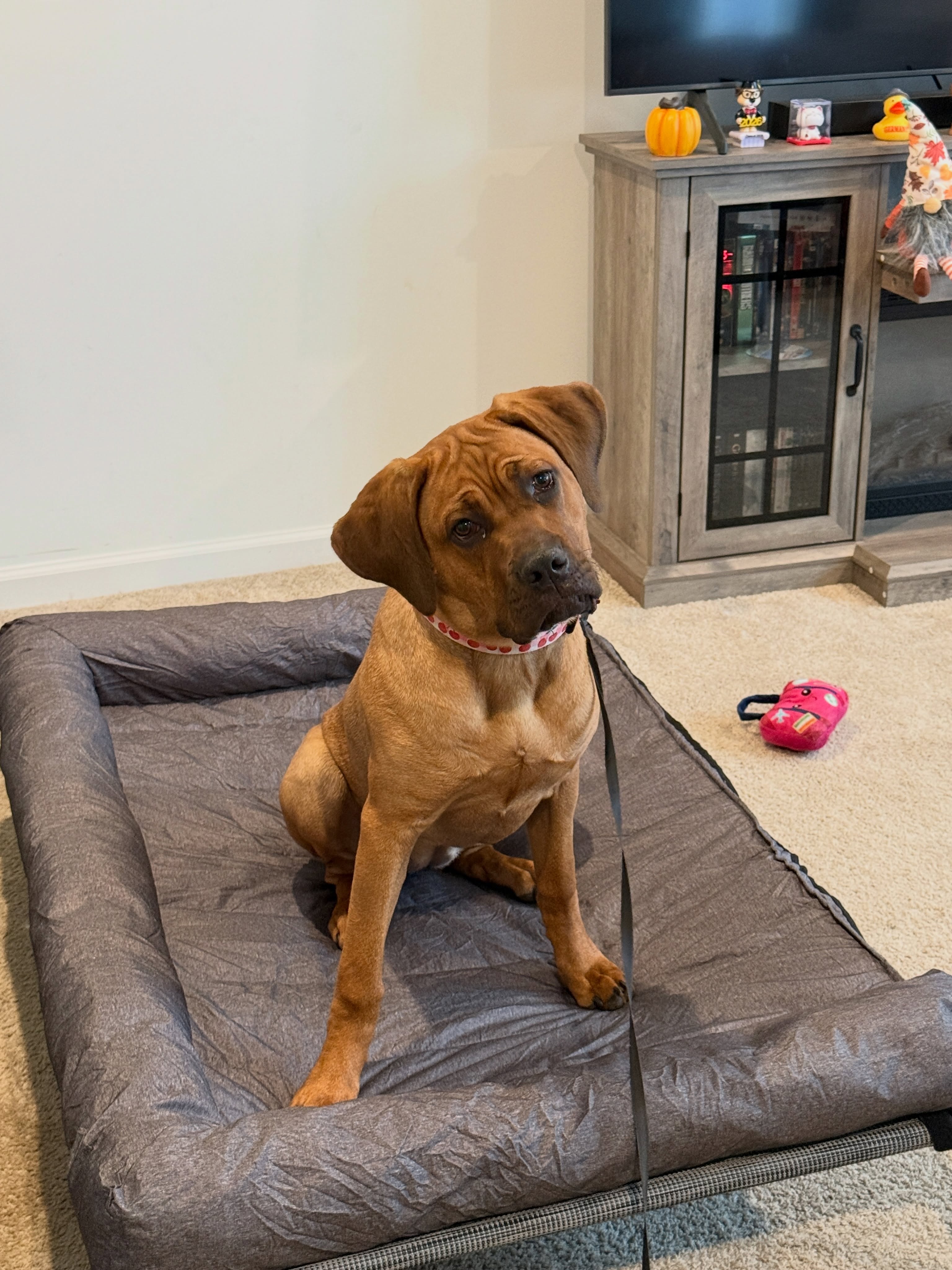 🐾 BIG DOGS NEED BIG TRAINING! 🐾

Meet Sonya, a Cane Corso puppy who is already off to a great start! 💪🐕

Sonya&rsquo;s mom and dad understand that she&rsquo;s going to grow into a very powerful dog, and as a breed known for its protective instincts, they wanted to make sure they had the skills and confidence to properly manage her as she grows.

That&rsquo;s exactly why starting early matters. 👏

Sonya is currently working through our Advanced Obedience Training Program, and she is doing very, very well! 🔥

Our goal isn&rsquo;t just to train the dog&hellip;it&rsquo;s to teach the owners how to communicate, manage, and live successfully with their dog in the real world.

Because when your puppy grows into a 100+ pound dog, &ldquo;we&rsquo;ll deal with it later&rdquo; isn&rsquo;t a training plan. 😉

Start early. Build control. Build confidence. Build a better relationship with your dog.

📞 260-544-6888
🌐 dogtrainingelite.com/fort-wayne

🐕 Dog Training Elite Northeast Indiana
Real training. Real results. A lifetime of freedom.

