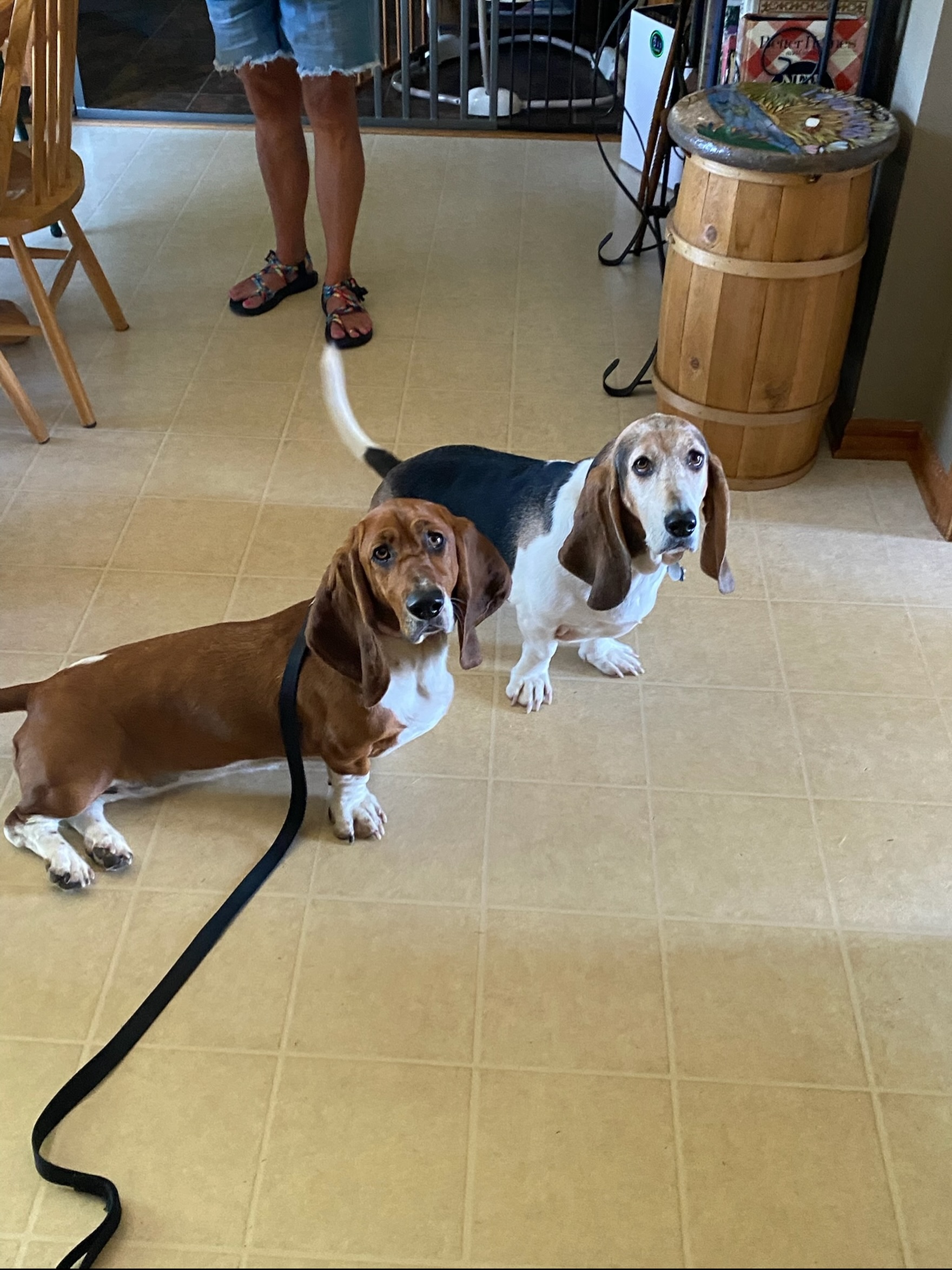 🐾❤️ Sometimes training is about more than obedience, it&rsquo;s about helping a dog find their confidence again.

Meet Maizey and her sister Maggie! 🐶🐶

Maizey joined our training program after losing her beloved human dad a few months ago. She was a true &ldquo;daddy&rsquo;s girl,&rdquo; and the change was difficult for her. She struggled to adjust to the new dynamic at home and became a source of frustration for her mom.

Through clear communication, structure, and consistency, Maizey is learning what her mom expects from her, and something even more important: confidence.

She&rsquo;s becoming happier, more connected, and once again a joyful part of the family. ❤️

And of course, Maggie has decided that if Maizey is learning, she might as well show off what she knows too&hellip; especially if treats are involved! 😂🐾

At Dog Training Elite, we don&rsquo;t just train dogs. We help families understand their dogs and build better relationships together.

📲 Ready to make a change with your dog? Contact Dog Training Elite Northeast Indiana today!

