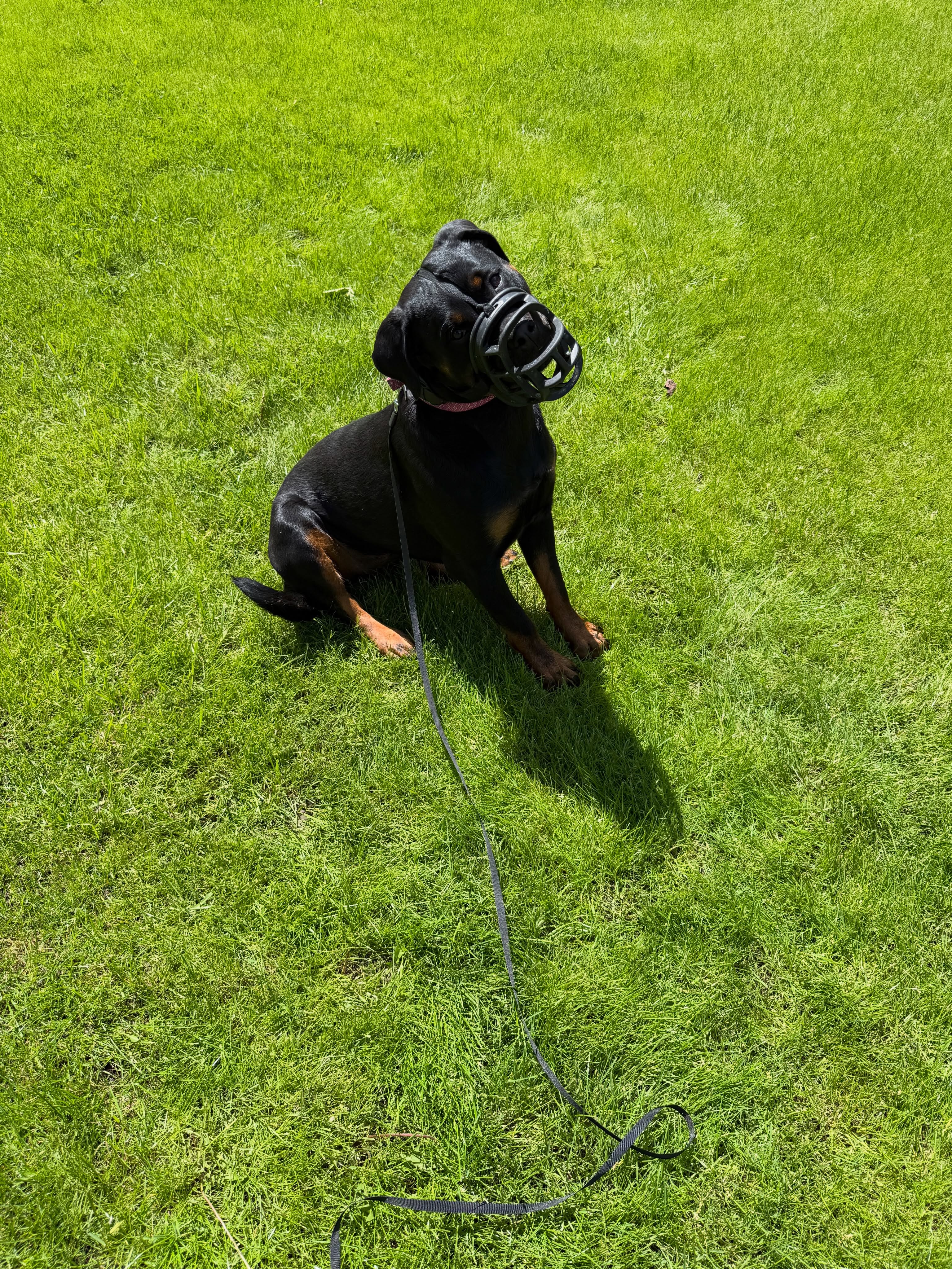 Meet Angel.

One year old. Powerful. Fearful. Reactive. And on day one, she dragged both of her owners to the ground trying to get to me &mdash; growling, showing teeth, completely overwhelmed by the world around her.

Most people would have labeled her &ldquo;aggressive&rdquo; and given up on her. But dogs like Angel are often struggling with fear, insecurity, lack of structure, and not knowing how to cope with pressure.

After just one session, everything started changing.

Now Angel allows me to pet her, take treats from me, and work through situations calmly. Her owners can finally take her on walks without being dragged down the street or worrying about her reacting to every person or dog she sees.

This is why we do what we do.
Not to create &ldquo;robot dogs,&rdquo; but to create clear communication, confidence, trust, and freedom for both the dog and the family.

Angel still has work ahead of her, but the transformation already has been incredible. Proud of this girl and proud of her owners for putting in the work instead of giving up. 👏🐾