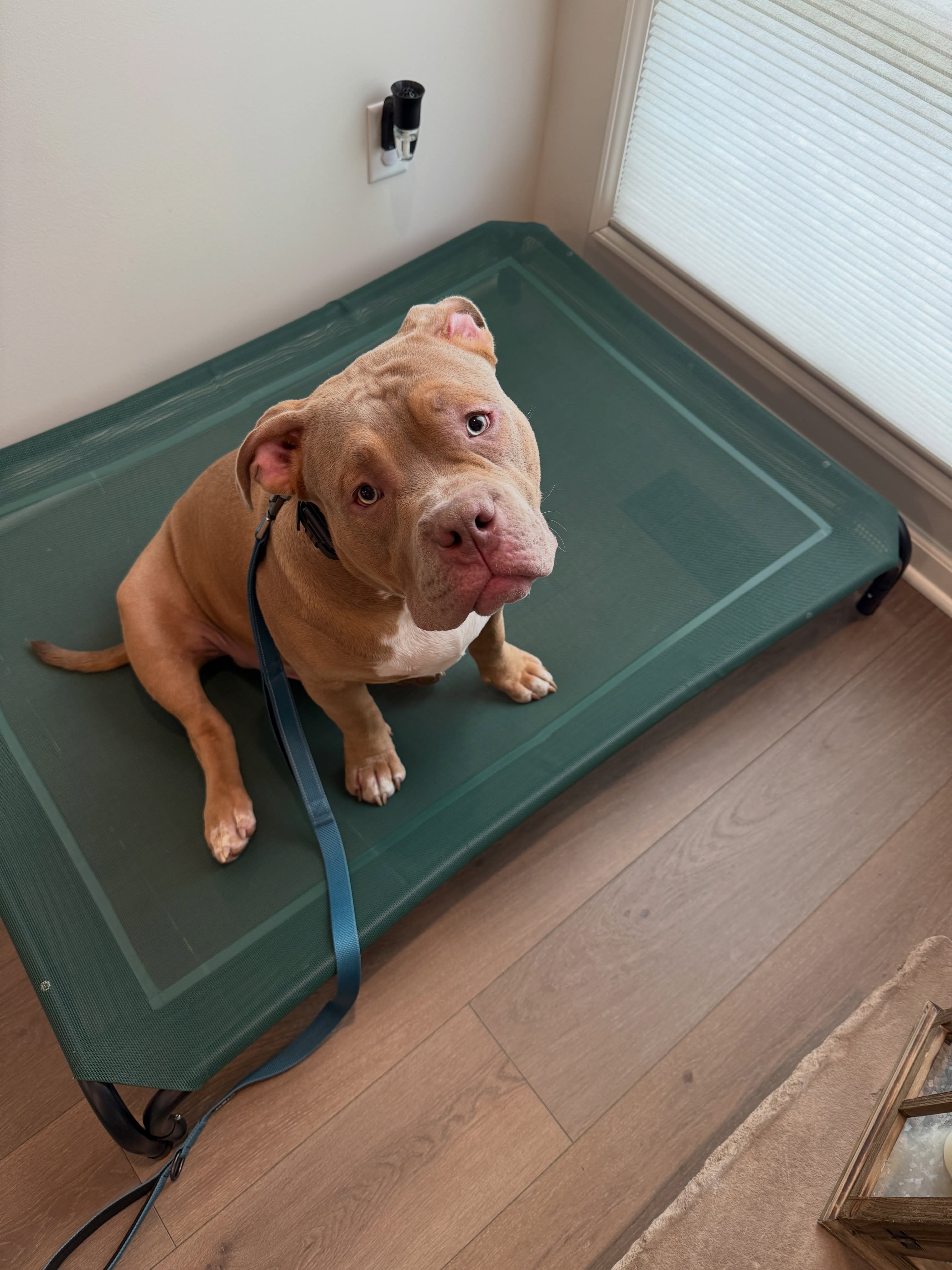 🐾 Meet Tyson! 🐾

Tyson is one of those dogs who reminds us why we love what we do. ❤️ He is an incredibly sweet boy, and he did a fantastic job during his private training sessions!

One of the skills Tyson worked on was &ldquo;Place&rdquo;&hellip;learning to go to and remain on a designated spot until released. We also worked on &ldquo;Kennel&rdquo; and &ldquo;Load Up,&rdquo; giving him practical commands that help create structure and better behavior at home and on the go.

And Tyson didn&rsquo;t stop there! He is now taking what he learned into group class, where he&rsquo;s working on real-life skills around distractions, people, and other dogs. 🐶💪

This is what dog training is all about: building skills that translate into everyday life.

Does your dog need better manners, obedience, or real-world skills? We&rsquo;d love to help!

📞 Call Dog Training Elite Northeast Indiana today at 260-544-6888 to learn more and get started.

