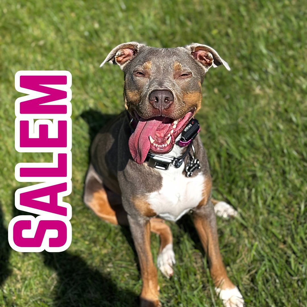 🐾✨ Trainer Dog Spotlight: Meet Salem! ✨🐾

Salem is a 3-year-old pitbull with a soft heart, endless love, and a confidence that grows a little more every single day 💛

As Trainer Larissa&rsquo;s dog, Salem has been on an incredible journey working through reactivity toward men and kids. Through patience, structure, and consistency, she&rsquo;s made huge strides toward calm neutrality&mdash;and we couldn&rsquo;t be prouder of her progress.

Salem thrives with clear guidance and has a solid foundation in her obedience, but at home? She&rsquo;s a complete cuddle bug 😄

Her favorite things?
&bull; Snuggling as close to her humans as possible 🫶
&bull; Playing with her brother Zero
&bull; Outdoor adventures 🌿
&bull; Loving Larissa fiercely&hellip; while still making it very clear that Dad is actually her favorite human 😂

Salem is sweet, affectionate, resilient, and proof that progress doesn&rsquo;t have to be perfect to be meaningful. She&rsquo;s the perfect blend of loving companion and determined work in progress&mdash;and we adore her for it. 🐕✨

