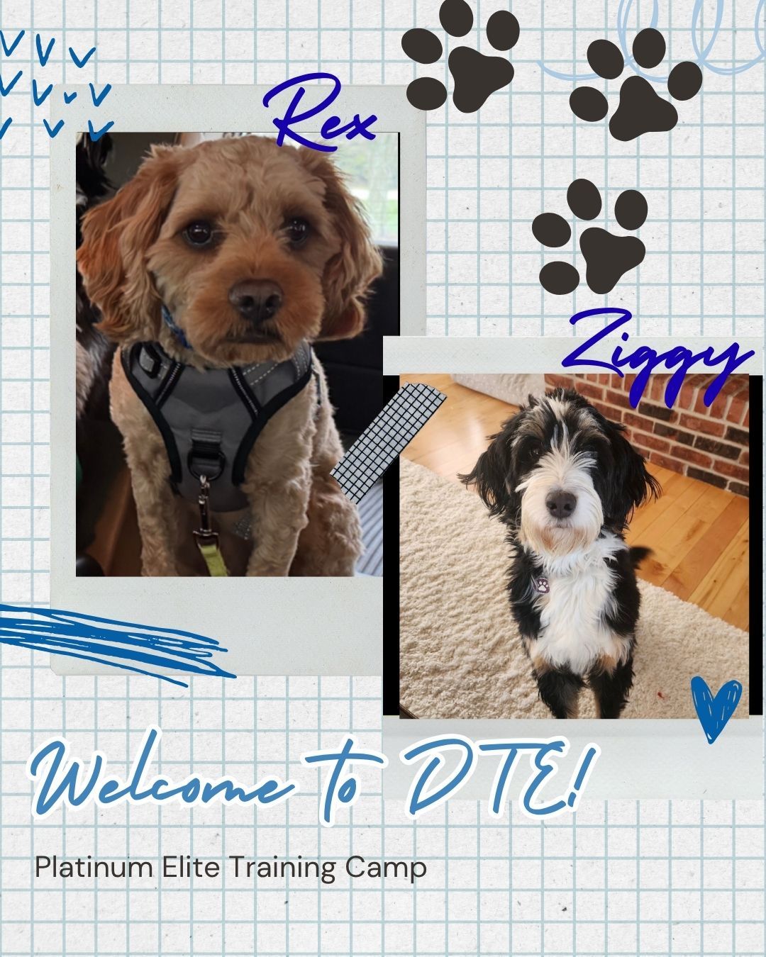 Please help us welcome Ziggy & Rex to our Platinum Elite Training Camp! 🐾🔥

These two are kicking off an immersive training experience designed for real-life results&mdash;and each has their own goals:

Ziggy will be working on:
&bull; Solid obedience
&bull; Building confidence through fear-based reactivity
&bull; Listening reliably, even with high distractions

Rex will be working on:
&bull; Channeling his social, people-loving energy
&bull; Staying focused when distractions are high
&bull; Developing solid off-leash obedience

One of the biggest advantages of our Training Camp Programs is that dogs work with multiple trainers throughout their stay. This helps ensure they don&rsquo;t just listen to one person&mdash;they learn to respond consistently to any handler, in a variety of environments.

Ziggy & Rex will also be working with Stephany during their in-home sessions to make sure everything transfers seamlessly back to their everyday life.

We&rsquo;re excited to help these two build confidence, clarity, and consistency. Stay tuned for their progress! 🐕✨


