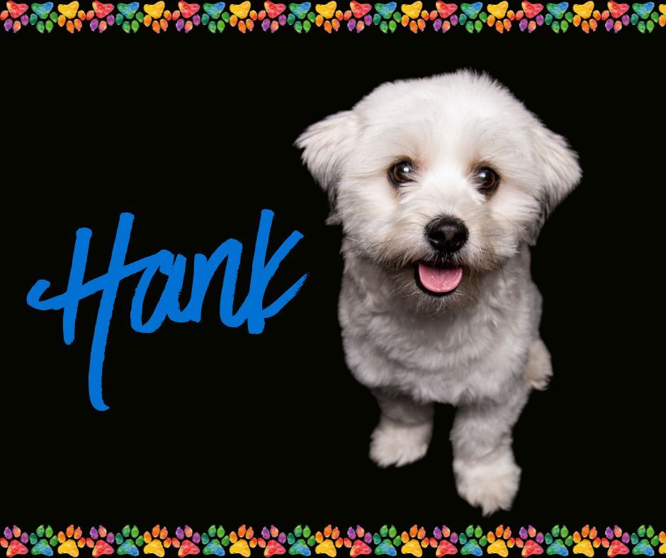 🐾✨ Trainer Dog Spotlight: Meet Hank! ✨🐾

Hank is a 3-year-old Coton De Tulear and the adorable sidekick of Trainer Marcy 💛🐕

Never heard of a Coton De Tulear before? You&rsquo;re not alone 😄
This breed is known for its soft, cotton-like coat (which is exactly how they got their name), happy personality, and strong love for people. Cotons are incredibly social, intelligent, eager to please, and thrive on being close to their families&mdash;making them wonderful companion dogs.

And Hank? He is basically all of that wrapped into one fluffy little package ✨

Hank is filled with nothing but love for people and is currently working toward earning his therapy dog certification one day 🫶

He&rsquo;s also a total rockstar when it comes to training and knows a long list of tricks, including:
&bull; Shake 🐾
&bull; Meerkat 👀
&bull; &ldquo;Beep Beep Beep&rdquo; (back up 😄)
&bull; Tuck and Roll
&bull; Twirl
&bull; Launching a treat off the end of a spatula 🍖
&bull; Plus all of his basic obedience commands like an absolute pro!

When he&rsquo;s not showing off his skills, Hank loves exploring outdoors and playing with his siblings in the backyard 🌿

Soft, goofy, loving, and eager to learn&mdash;Hank is impossible not to adore! 🐕✨

