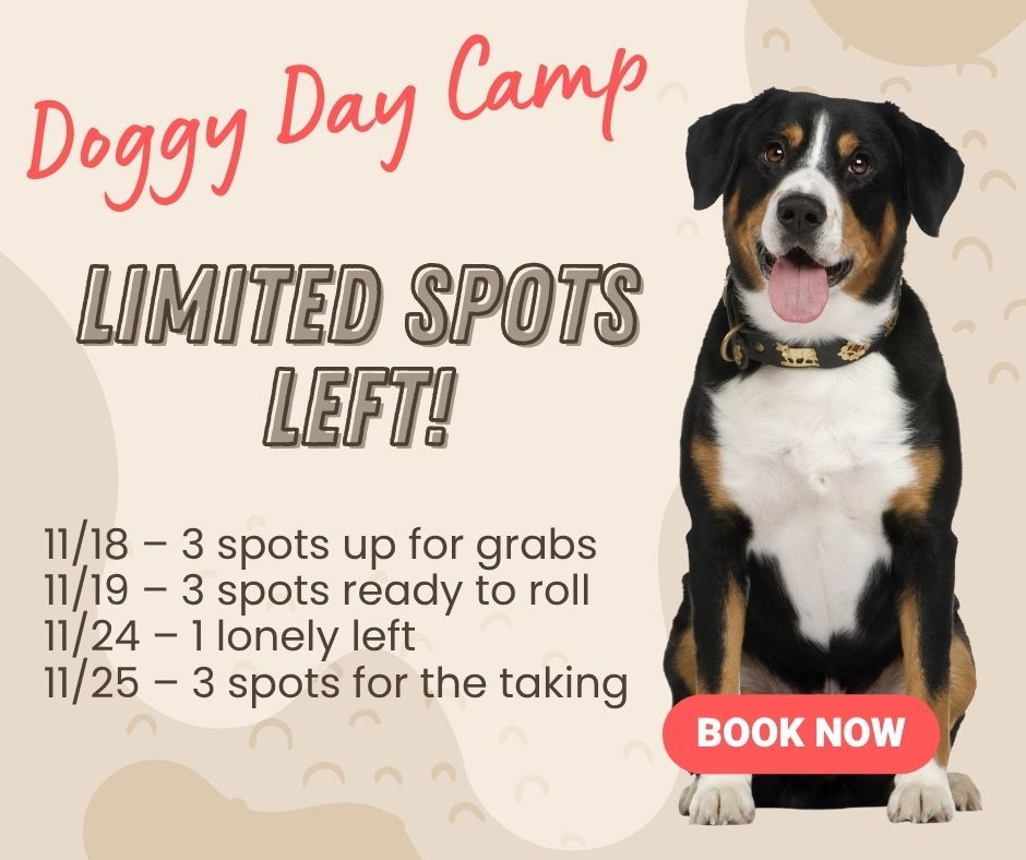 🐾 November Doggy Day Camp is filling up FAST! 🐶
Wow — our November camps booked up quicker than a wagging tail! We’ve opened up more camp days so even more pups can join the fun, but spots are still limited.

✨ Don’t wait — reserve your dog’s spot today before they’re all gone!
You can also use our Sign-Up Genius link to register for Doggy Day Camps and Facility Group Classes through the winter season.

👉 Text us or DM us if you need the link!

Let’s make this winter full of play, learning, and happy paws! ❄️🐕💙