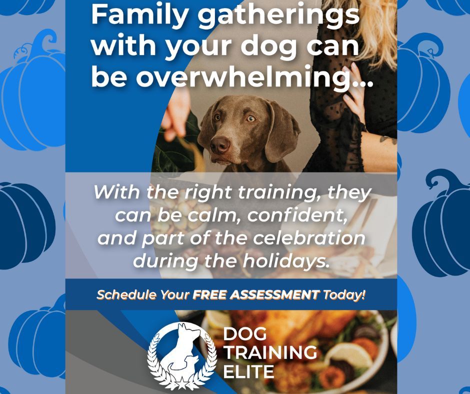 🦃🐶 Holiday Gatherings Can Be Stressful&hellip; for Dogs Too!

Thanksgiving brings new faces, loud noises, delicious smells, and lots of activity &mdash; and that can leave even the best pups feeling overwhelmed.

We&rsquo;re here to help you create a calm, confident dog who&rsquo;s ready to welcome guests and enjoy the holiday with ease.

Let&rsquo;s make the Holiday season happier (and quieter!) for everyone. 🧡🍂

📞 Call now 920-677-DOGS (3647) to schedule your FREE in-person assessment!
