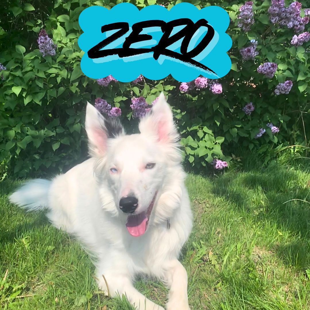 🐾✨ Trainer Dog Spotlight: Meet Zero! ✨🐾

Zero is a 5-year-old Border Collie mix with a heart just as big as his personality&mdash;and trust us, that personality is HUGE 😄💛

Formerly a service dog, Zero is incredibly well-mannered, highly intelligent, and knows an impressive list of commands and tricks&hellip; including giving some of the BEST hugs around 🫶🐕

Despite dealing with seizures, Zero never lets it slow him down. He&rsquo;s still his goofy, energetic self who keeps life fun, chaotic, and constantly moving.

His favorite things?
&bull; His mom, Trainer Larissa ❤️
&bull; Splashing in water 💦
&bull; Being on the move at all times
&bull; Making people laugh with his antics

Zero absolutely adores Larissa, and if there&rsquo;s water nearby, you can guarantee he&rsquo;s already in it 😄

He&rsquo;s the perfect mix of loyal companion, playful chaos, total sweetheart, and &ldquo;professional fun manager.&rdquo; Zero is a reminder that joy, resilience, and love can shine through anything. 🐾✨

