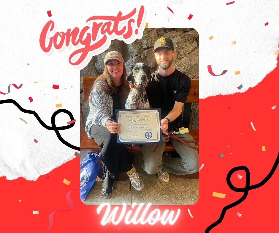 🎓🐾 I DID IT! WILLOW HERE! 🐾🎓

Guess what?! I&rsquo;m officially a Platinum Program graduate! 🎉🐶💗 I worked hard with Trainer Tina, and I&rsquo;ve learned SO much!

I&rsquo;ve been practicing:
🏡 Respecting my boundaries
📣 Coming when I&rsquo;m called with a solid recall
🐾 Nailing my heel
🙅&zwj;♀️ Keeping my paws down and stopping the jumping and mouthiness

Now, I have A LOT of energy and I absolutely LOVE people&hellip; so apparently, sitting politely for pets was my biggest challenge. 😂🐶 But I&rsquo;ve been working on it!

I&rsquo;m proud to say I&rsquo;ve come a long way, and I&rsquo;m ready to show off my new skills! 🎓✨

Congratulations to me! Now where are the treats and the people who want to pet me?! 🐾💕😂

