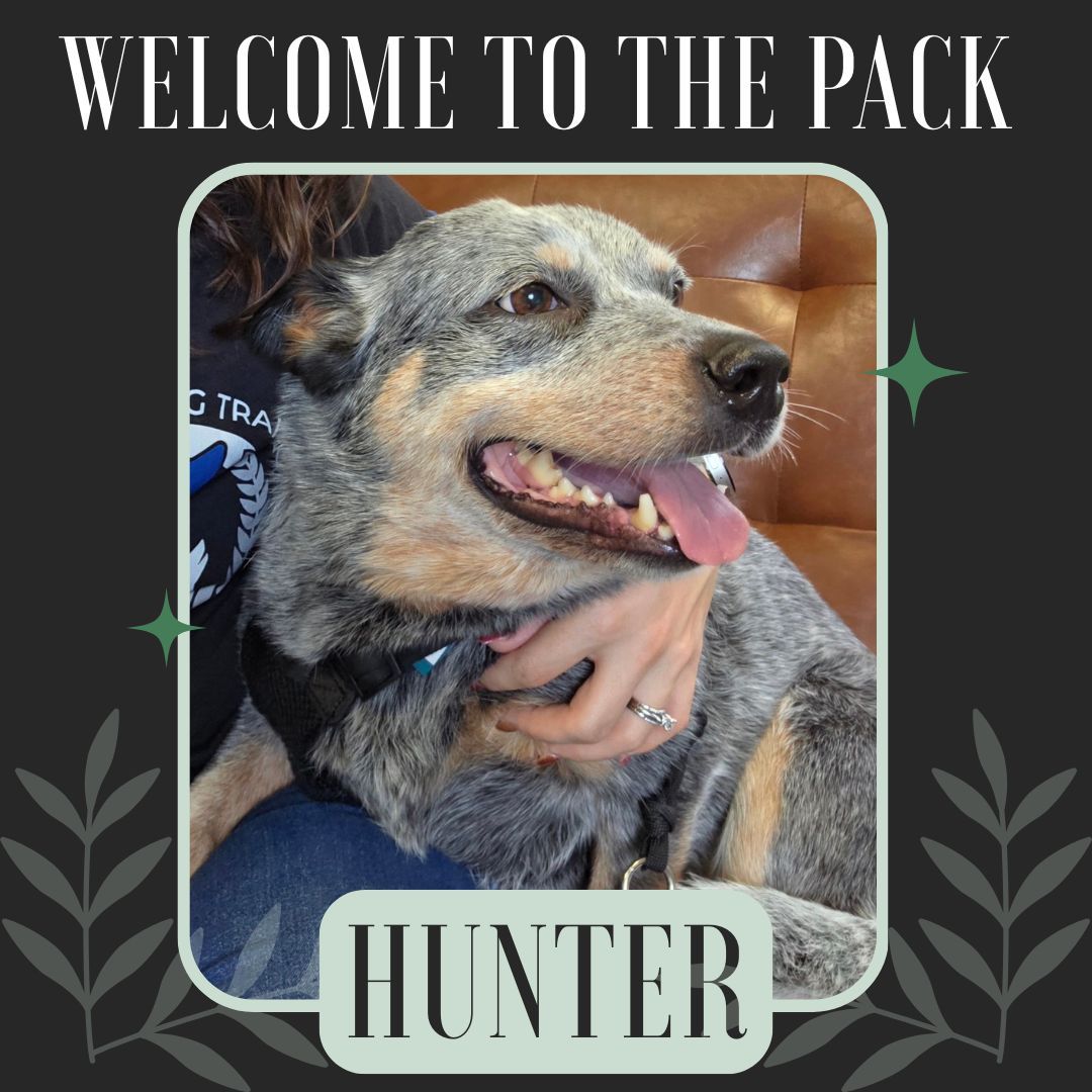 🐾💚 Welcome to the Pack, Hunter! 💚🐾

Everyone say hi to Hunter — our sweet, gentle soul who’s just a little unsure of this big, loud world. 🌎
Next week, she will be joining our Platinum Elite Training Camp to build her confidence and learn some seriously stellar off-leash skills! ✨

We can already tell this shy girl has a heart of gold, he just needs a little boost (and maybe a few extra treats 😉) to let it shine. 🌟
By the end of camp, Hunter will be strutting through new environments like, “I’ve got this!” 🐕
Let’s cheer her on as he starts this amazing journey! 🎉💚

