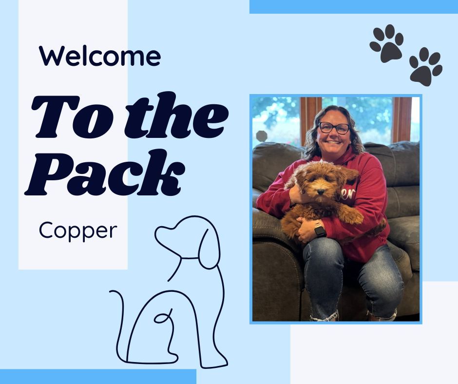 🐾🔥 Welcome to the Pack, Copper! 🐶🎯

Meet Copper — a confident pup who’s learning that in life, we don’t always get what we want (even if we give those eyes 👀). 😉

Copper’s starting our Platinum Program to work on:
🔹 Respecting boundaries
🔹 Learning that no does mean no
🔹 And building a rock-solid recall, even with distractions!

With consistency, structure, and the right guidance, this guy is on his way to becoming a well-mannered superstar. Let’s do this, Copper! 💪🐕

