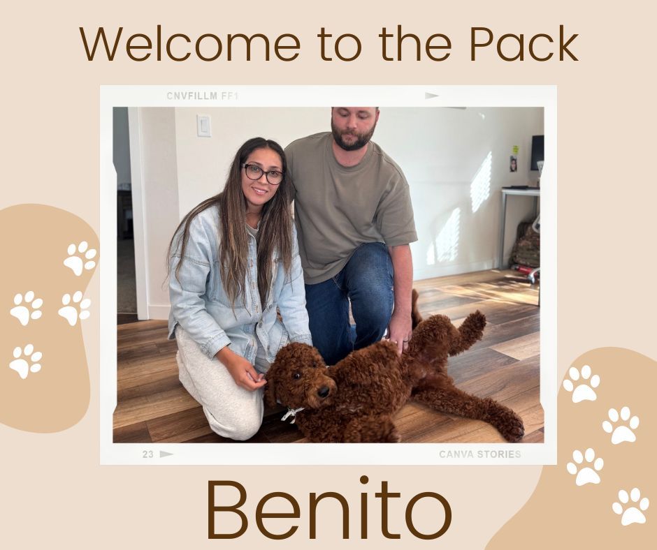 🐾💥 WELCOME TO THE PACK, BENITO! 💥🐾

This handsome guy is joining our Platinum Obedience Program, and he’s ready to put in the work! 💪✨

Benito’s goals?
🐶 Stop the jumping
🐾 Chill out that extra energy
🗣️ Cut down on barking
🤝 Master those polite people manners

He’ll be teaming up with our amazing trainer Hannah, who’s ready to help him strengthen his skills and become the well-rounded, confident pup we know he can be! 💚

We can’t wait to see Benito’s transformation — he’s got the personality, the drive, and the best support system behind him! 🙌

👇 Drop a 💥 or 🐾 in the comments to cheer Benito on as he starts his training journey!

