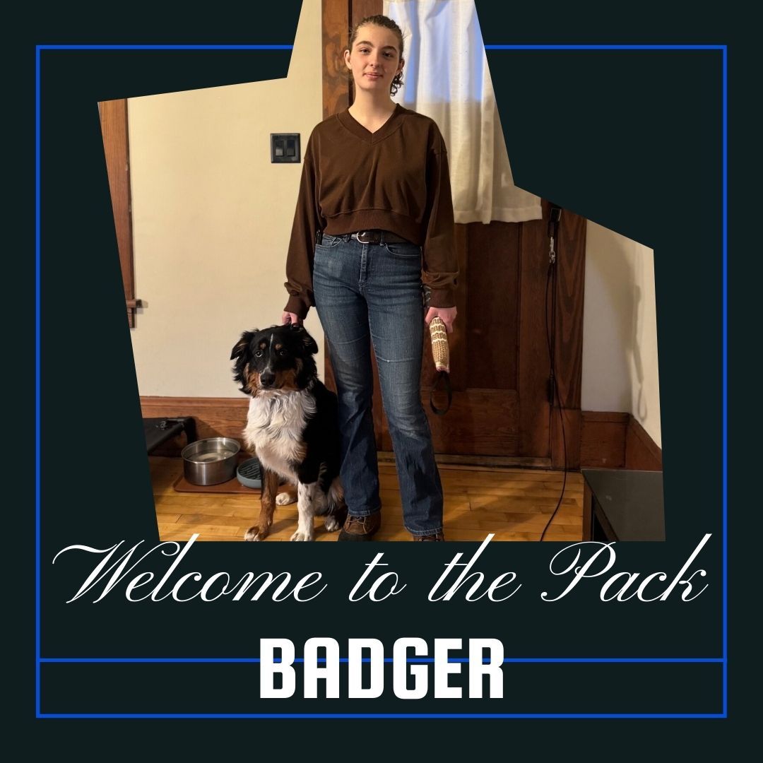 🐾🎉 WELCOME TO THE PACK, BADGER! 🎉🐾

Everyone meet Badger&mdash;a pup with big goals and even bigger potential! 🐶✨ He&rsquo;ll be teaming up with Trainer Larissa to work on smoothing out some minor people reactivity, strengthening his overall obedience, and taking steps toward an exciting goal&hellip; becoming a service dog! 💪💛

We&rsquo;re so excited to be part of Badger&rsquo;s journey and can&rsquo;t wait to watch him grow into a confident, focused superstar. Stick around&mdash;this is just the beginning!

🐾