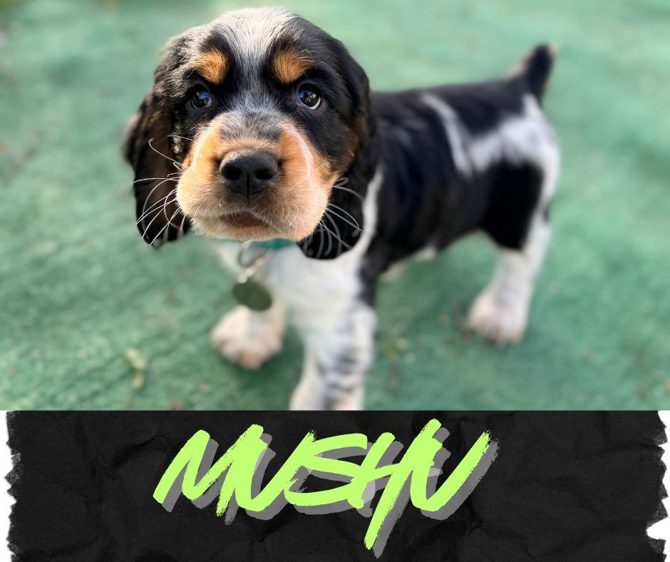 🐾💛 New Trainer Dog Alert: Meet Mushu! 💛🐾

Mushu is the newest addition to Trainer Marcy&rsquo;s crew, and this little English Springer Spaniel is already making a big impression 😄🐕

While he&rsquo;s still just starting out, Mushu is expected to eventually begin training toward becoming a service dog&mdash;and he&rsquo;s already building an awesome foundation.

So far, Mushu knows:
✨ Come
✨ Sit
✨ Down
✨ Heel
✨ Place
✨ Crate
✨ Potty on command
✨ Auto-sit when stopping on walks 👏

When he&rsquo;s not training, Mushu&rsquo;s priorities are pretty simple:
🎾 Fetch
🪢 Tug
🫶 Cuddling with humans as much as possible

Mushu is still early in his journey, but we&rsquo;re excited to watch him grow, mature, and continue learning alongside Marcy. For now, he&rsquo;s just enjoying puppy life while soaking up all the love, training, and adventures he can get 🐕✨

