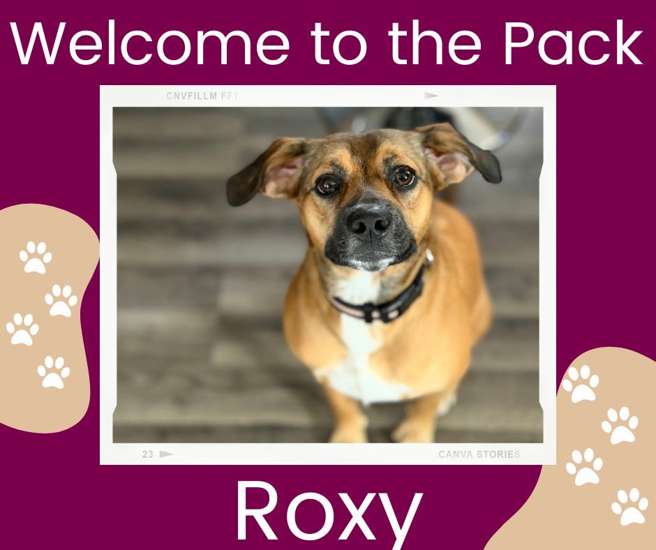 🐾✨ Welcome Roxy to the Pack! ✨🐾

Roxy is joining our Platinum Program with Trainer Hannah, and this girl has a few important life lessons ahead of her 😄🐕

Roxy will be working on:
&bull; Keeping her mouth to herself
&bull; Leaving the cat and household items alone 👀
&bull; Walking nicely on leash
&bull; Greeting people without launching at them
&bull; Working through a little jealousy and learning better boundaries

Right now, Roxy&rsquo;s approach is basically: &ldquo;If I love it, I must touch it, chase it, or steal all the attention from it.&rdquo; 😂

The good news? She&rsquo;s smart, full of personality, and ready to learn. We&rsquo;re excited to help Roxy build calmness, confidence, and better decision-making while keeping that fun-loving spirit intact.

Stay tuned&mdash;Roxy&rsquo;s glow-up is going to be a fun one to watch! 🐾✨

